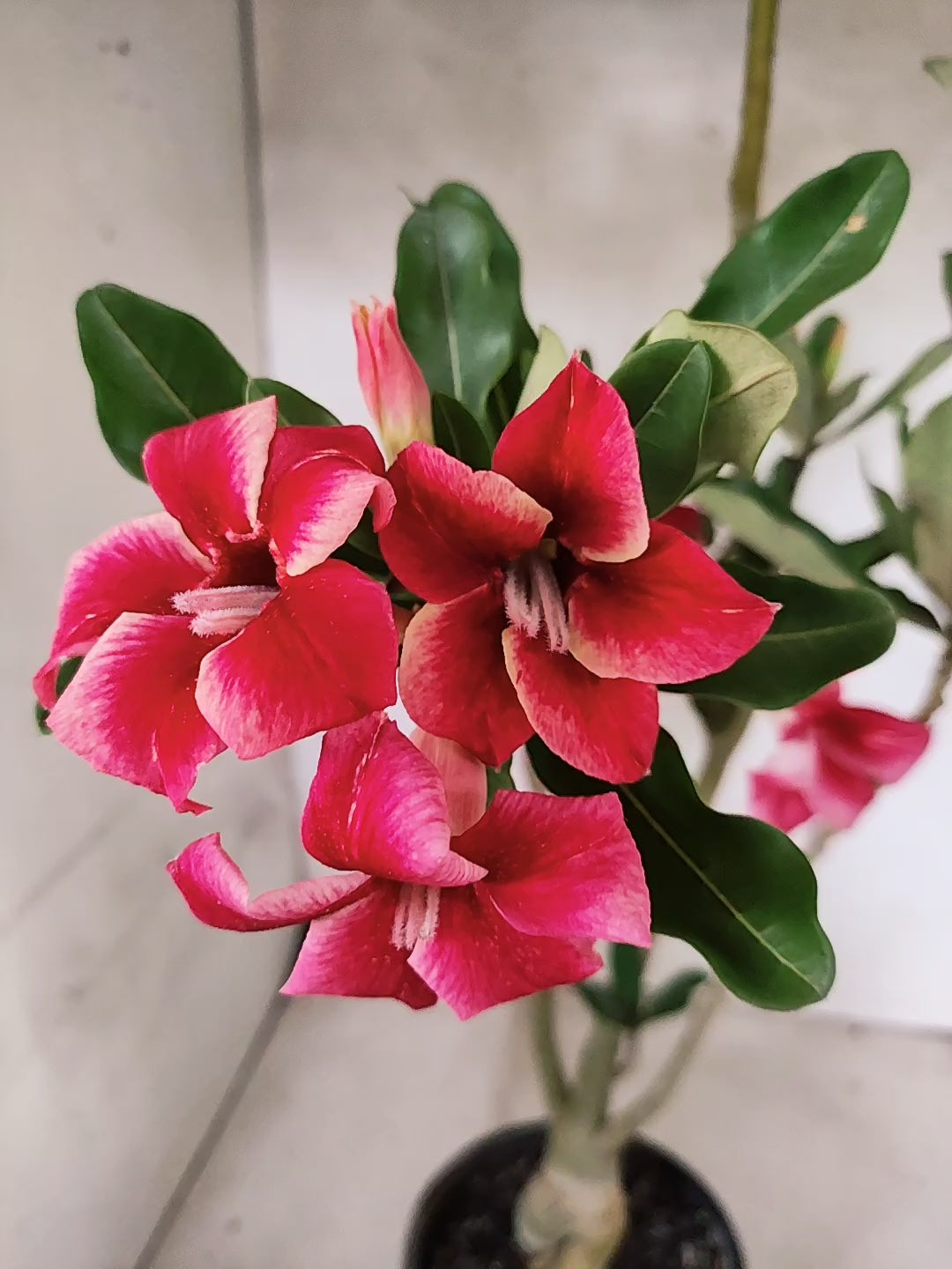 Planta Simples 3506 – 35cm – 03 anos