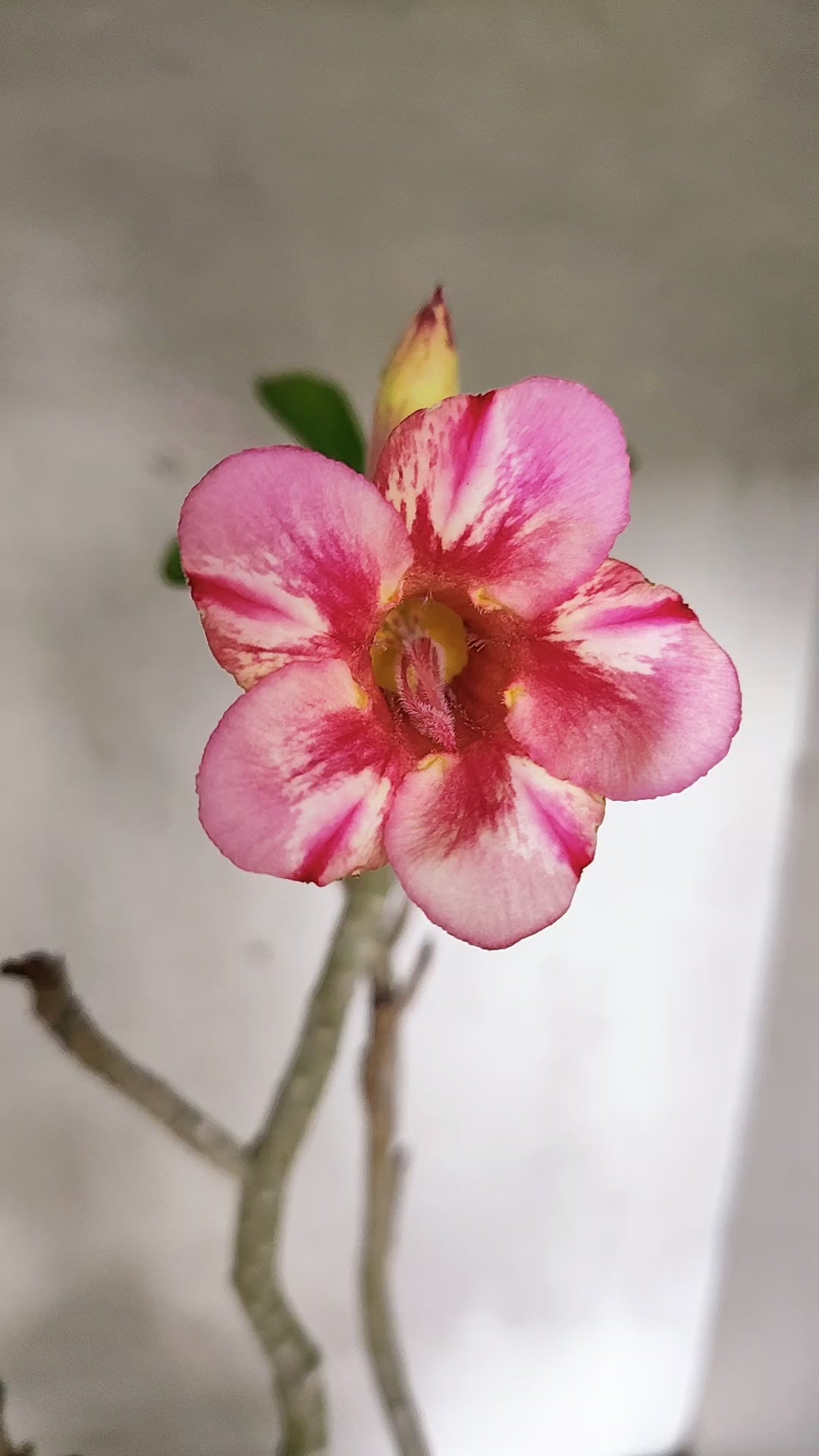 Planta Simples 3566  – 40cm – 04 anos