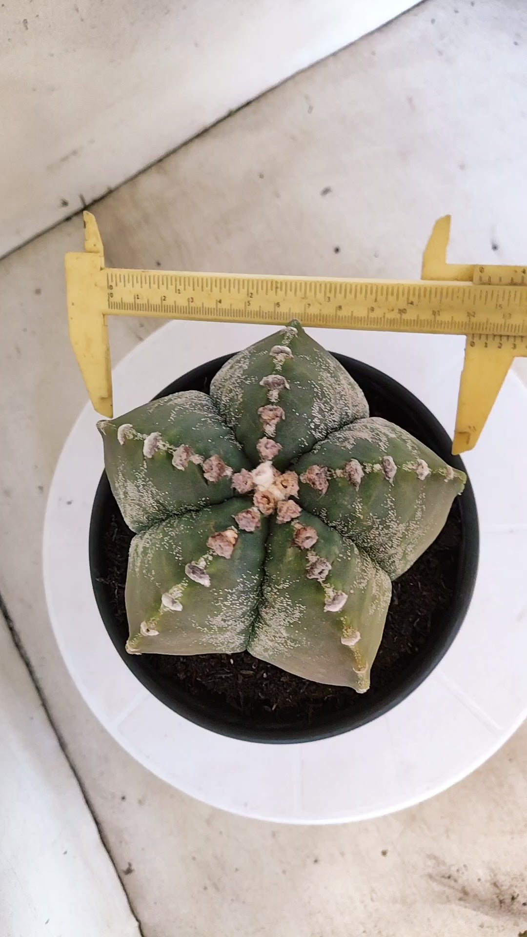 MATRIZ ASTROPHYTUM cv KIKKO  Nº 966 – vaso 15