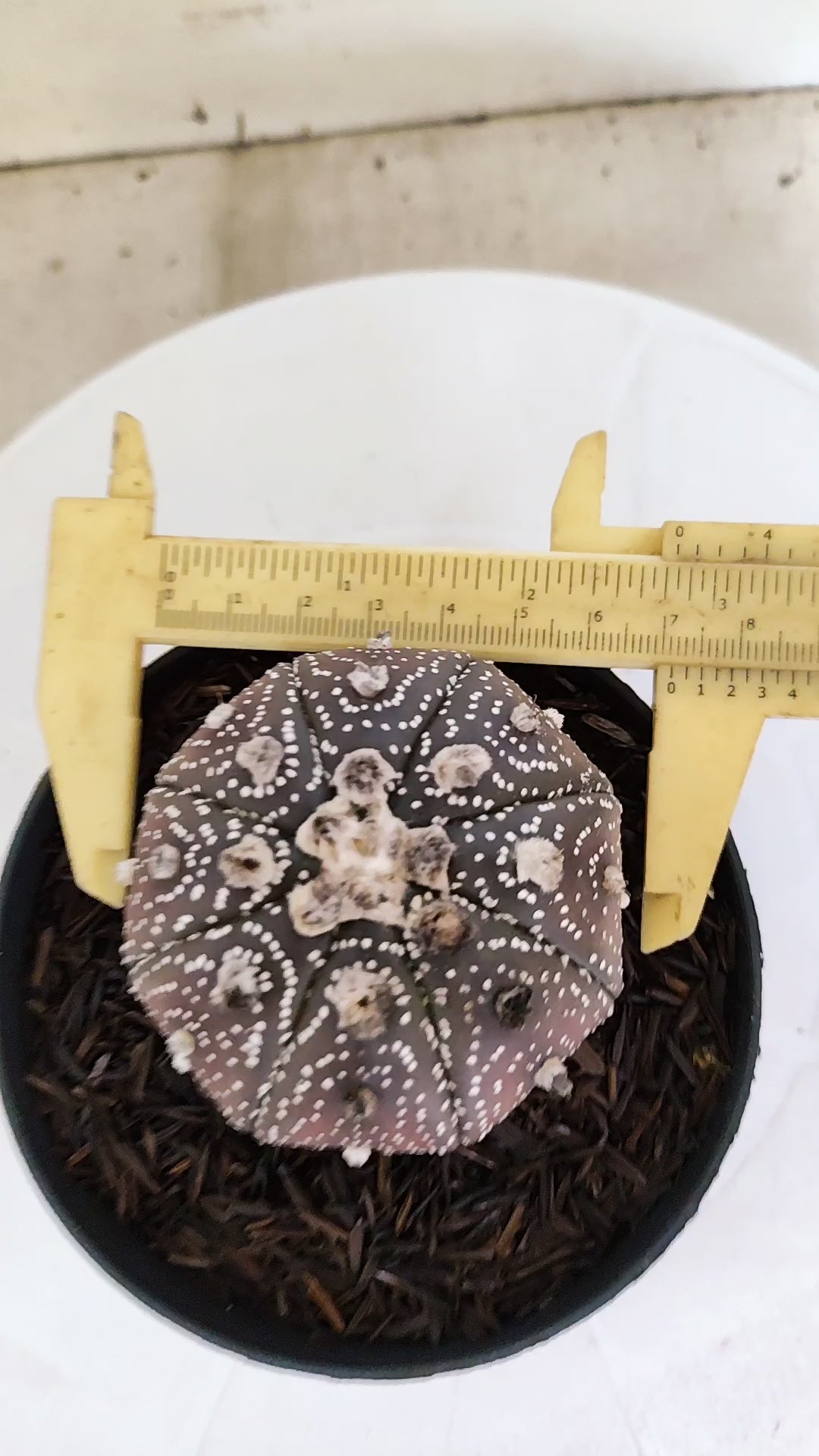 ASTROPHYTUM ASTERIAS “Purple”  Nº 1136 – vaso 11