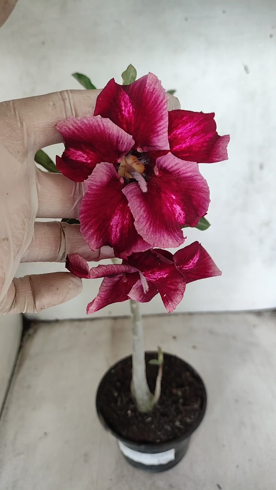 Planta Simples 3091 – 35cm – 03 anos