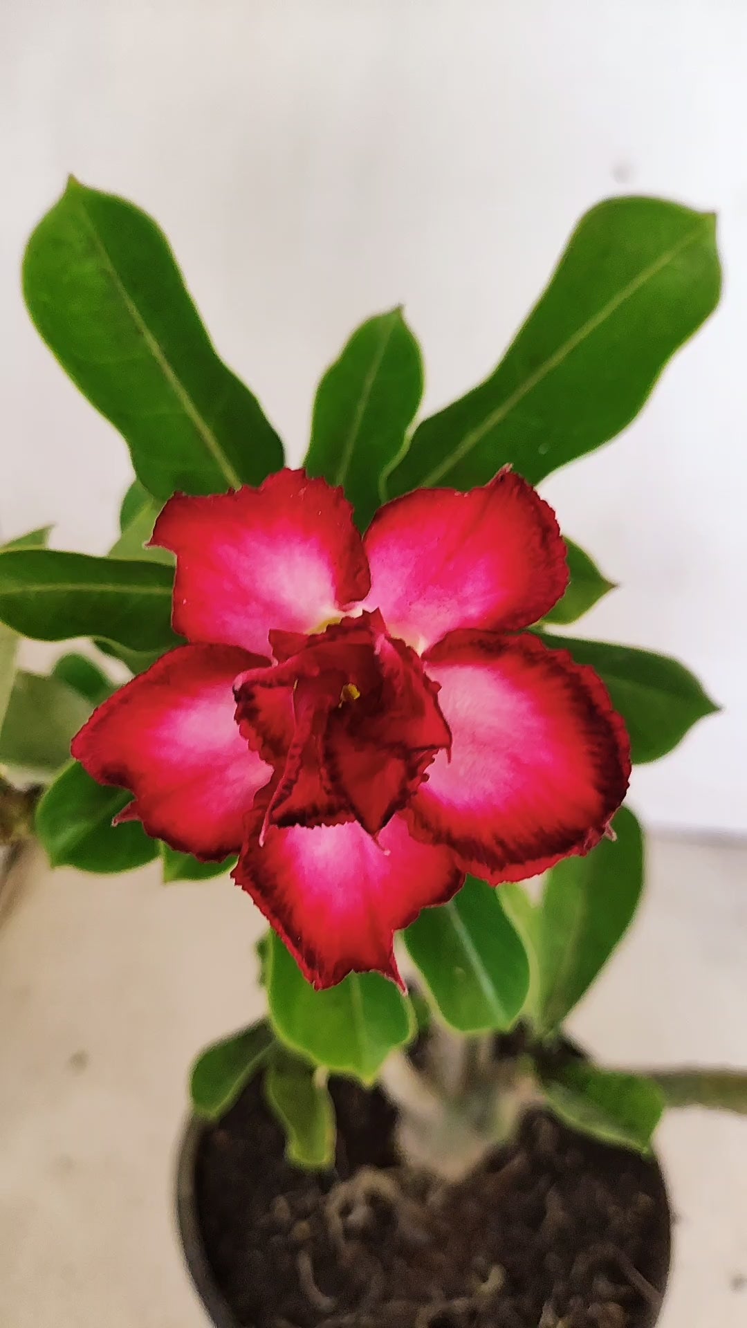 Planta Dobrada 3933 – 30cm – 02 anos