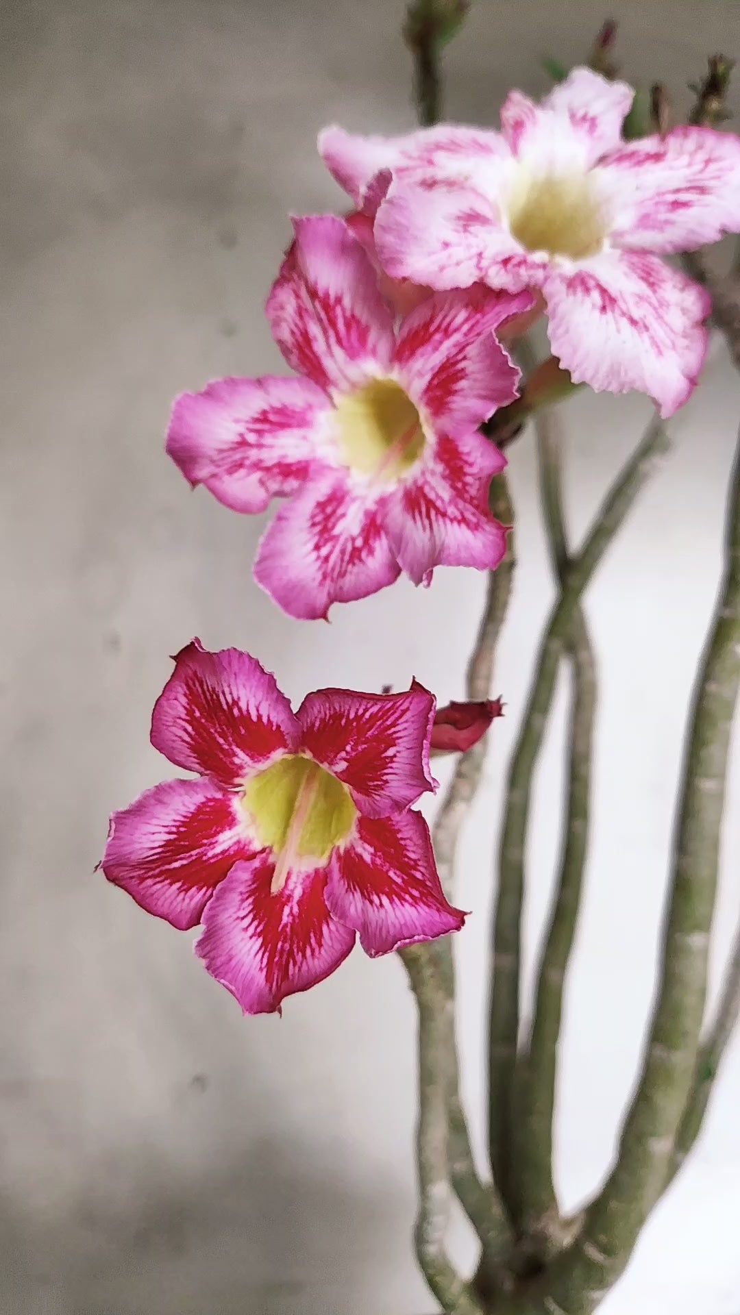Planta Simples 3568  – 40cm – 04 anos