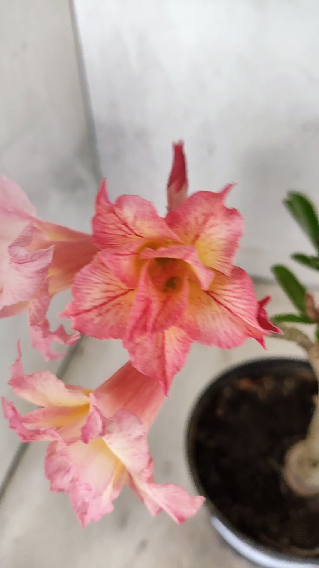 Planta Dobrada 3914 – 30cm – 02 anos