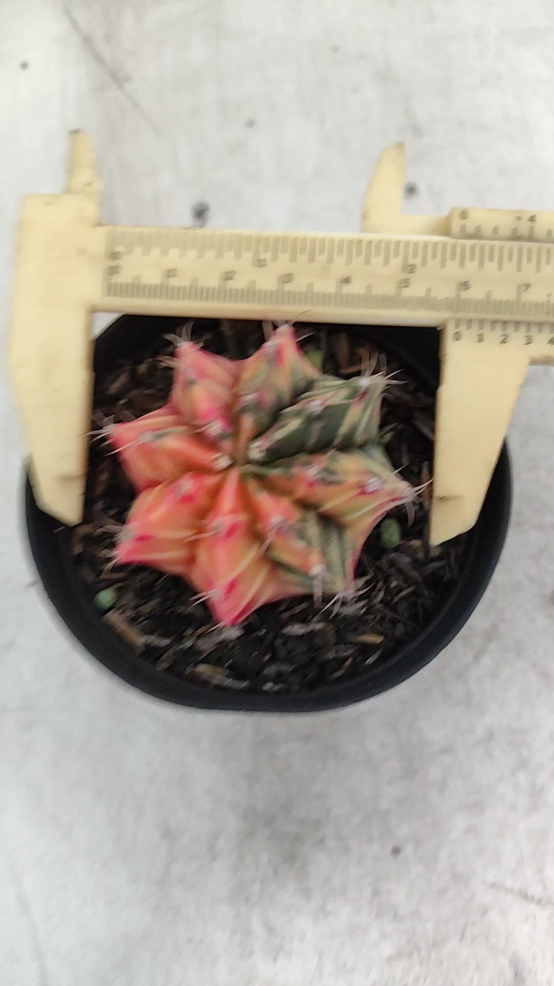 GYMNOCALYCIUM Mihanovichii "Variegata" Nº 705 – vaso 09