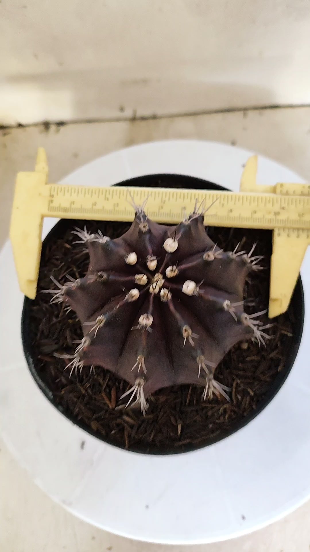 GYMNOCALYCIUM  "Black Window" - Nº 533 – vaso 15