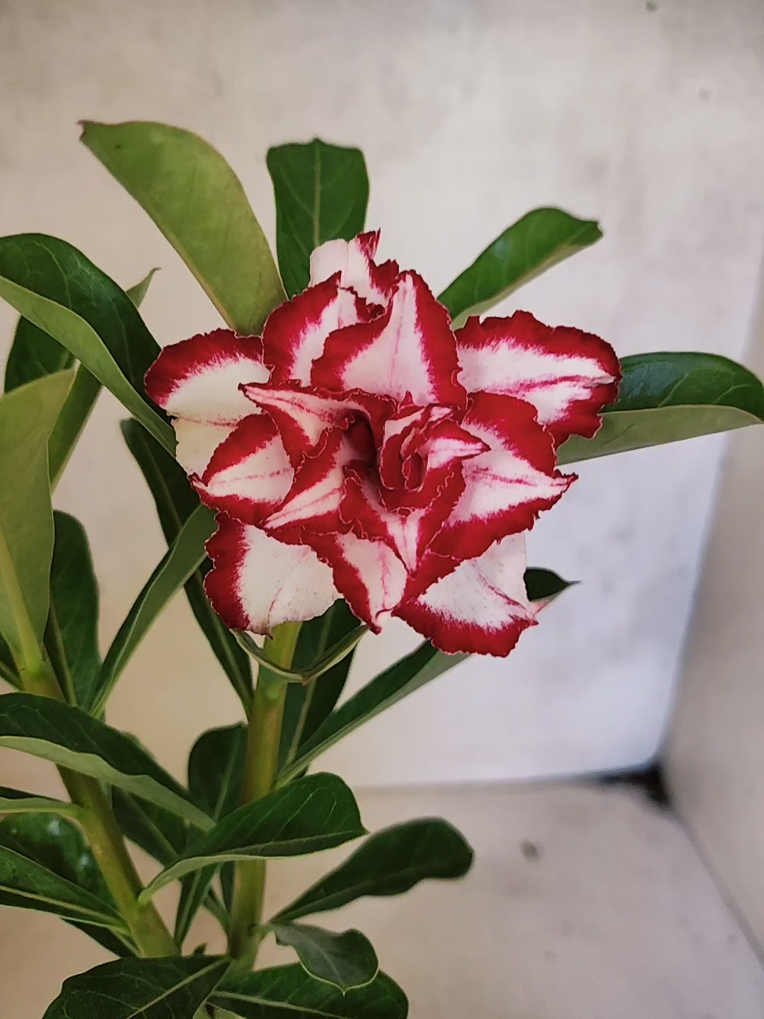 ENXERTO 8307 – 20cm (cor LM 797) Id: Ferrari