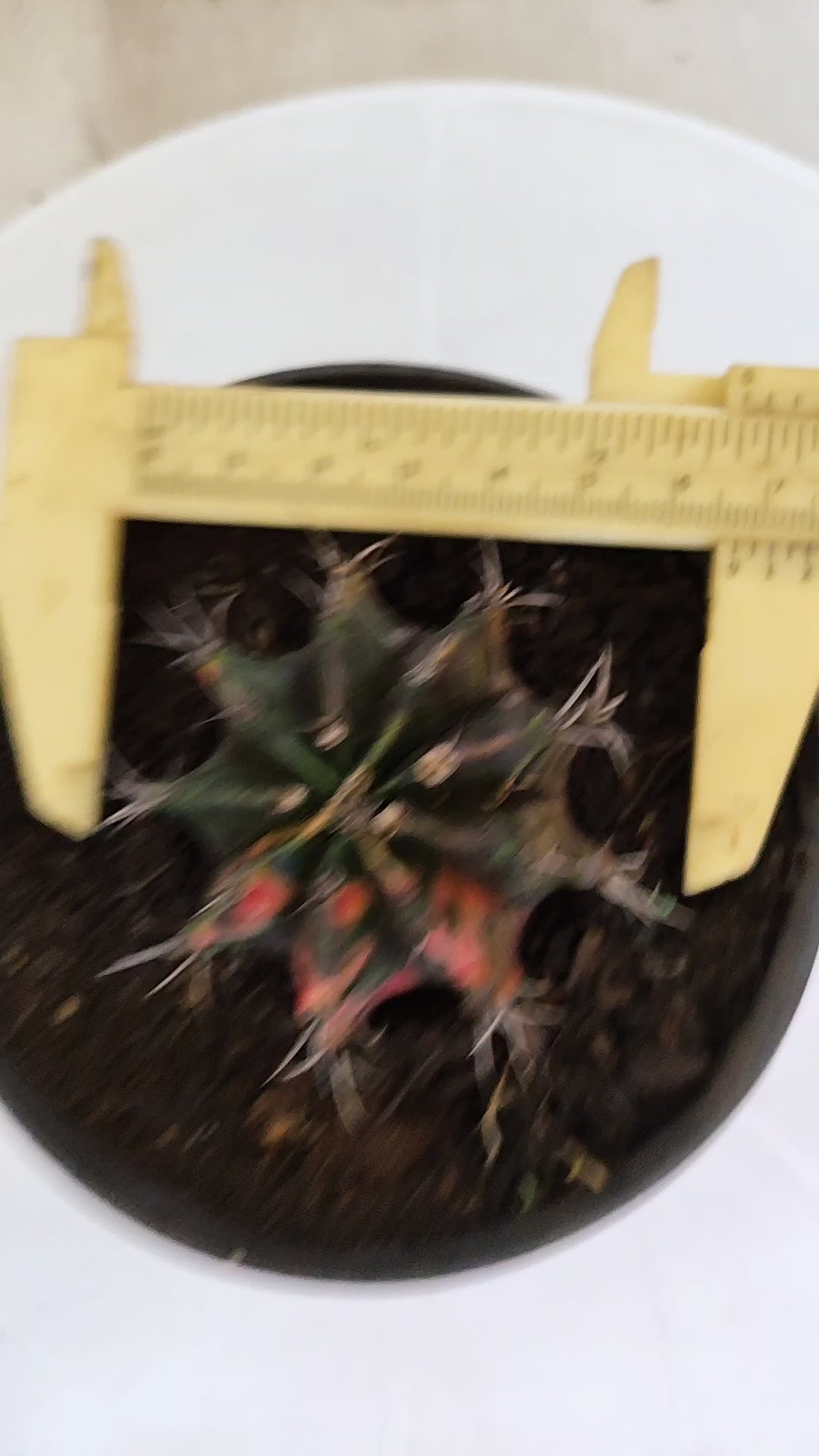 GYMNOCALYCIUM Mihanovichii "Variegata" Nº 1110 – vaso 11
