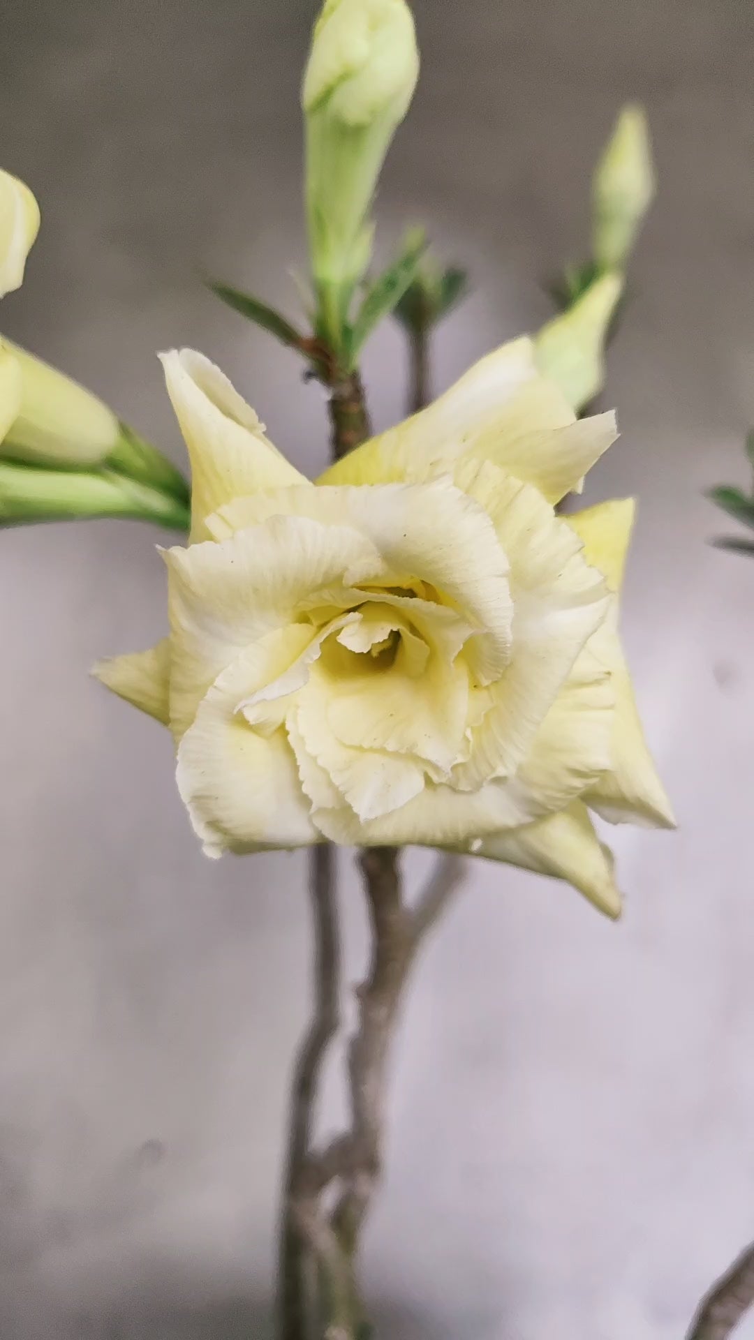 MATRIZ Planta Dobrada 201 – 40cm – 04 anos - Vaso 20