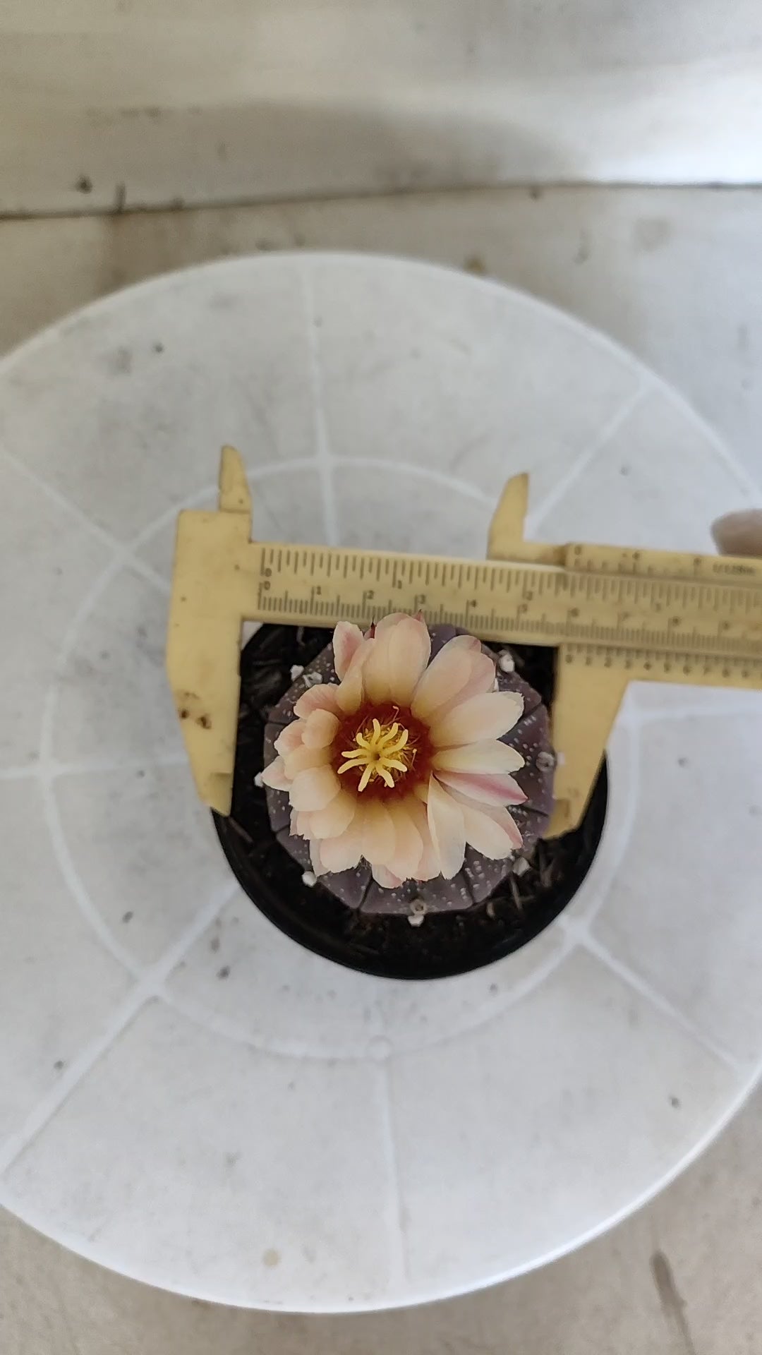 ASTROPHYTUM ASTERIAS “Purple - Akabana”  Nº 1259 – vaso 09