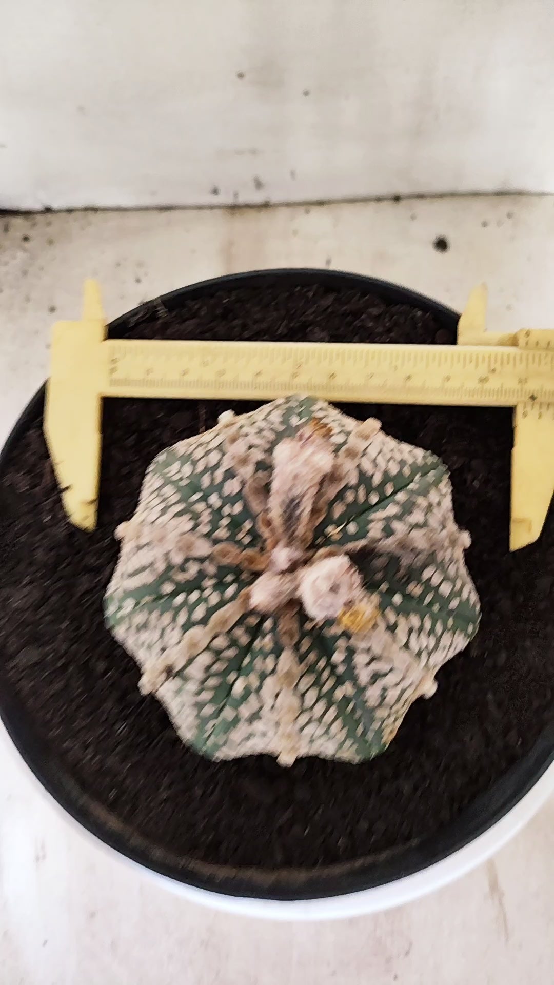 ASTROPHYTUM ASTERIAS  "SUPER KABUTO - Star Shape"  Nº 770 – vaso 17