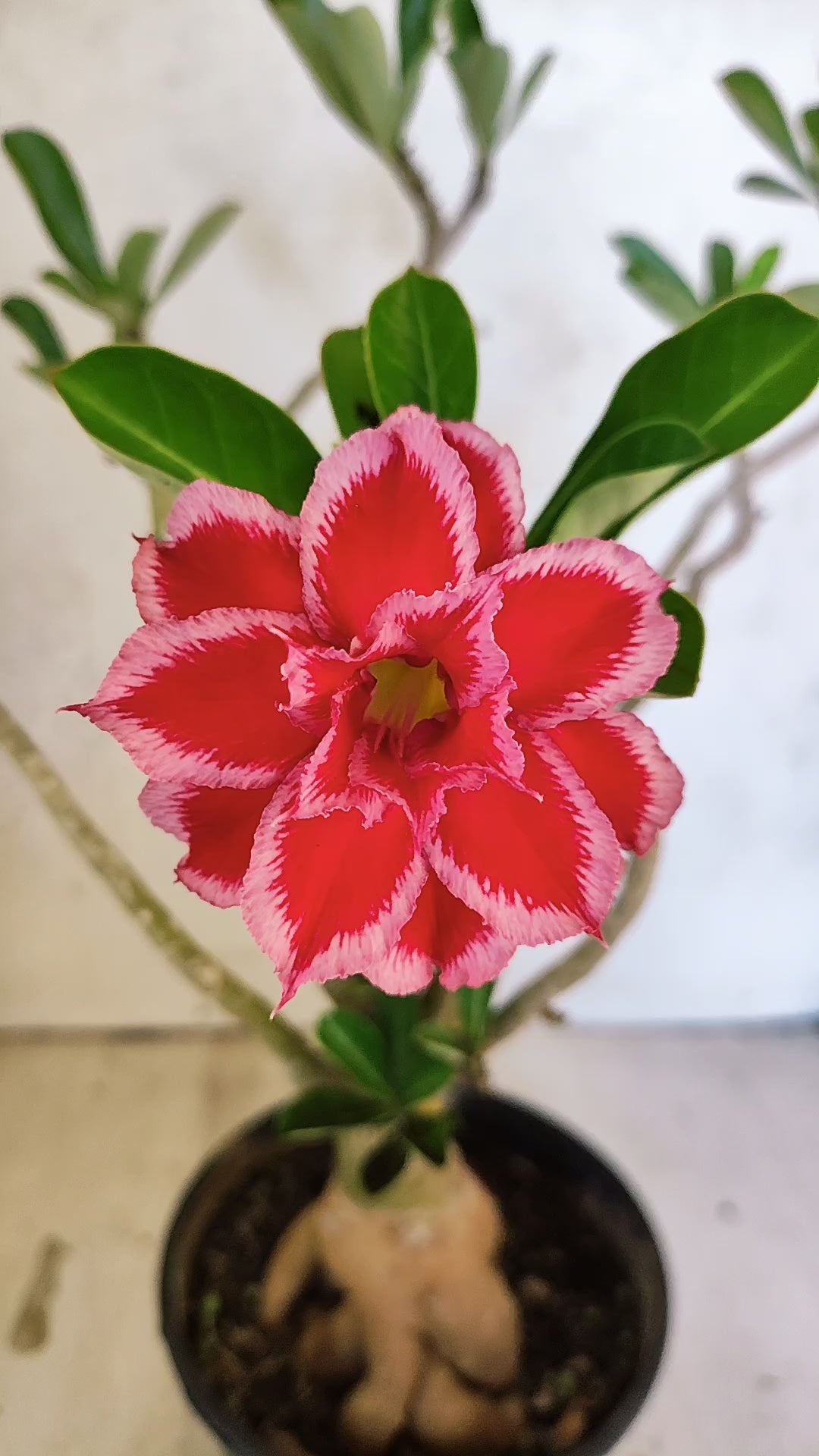 Planta Dobrada 3915 – 35cm – 03 anos
