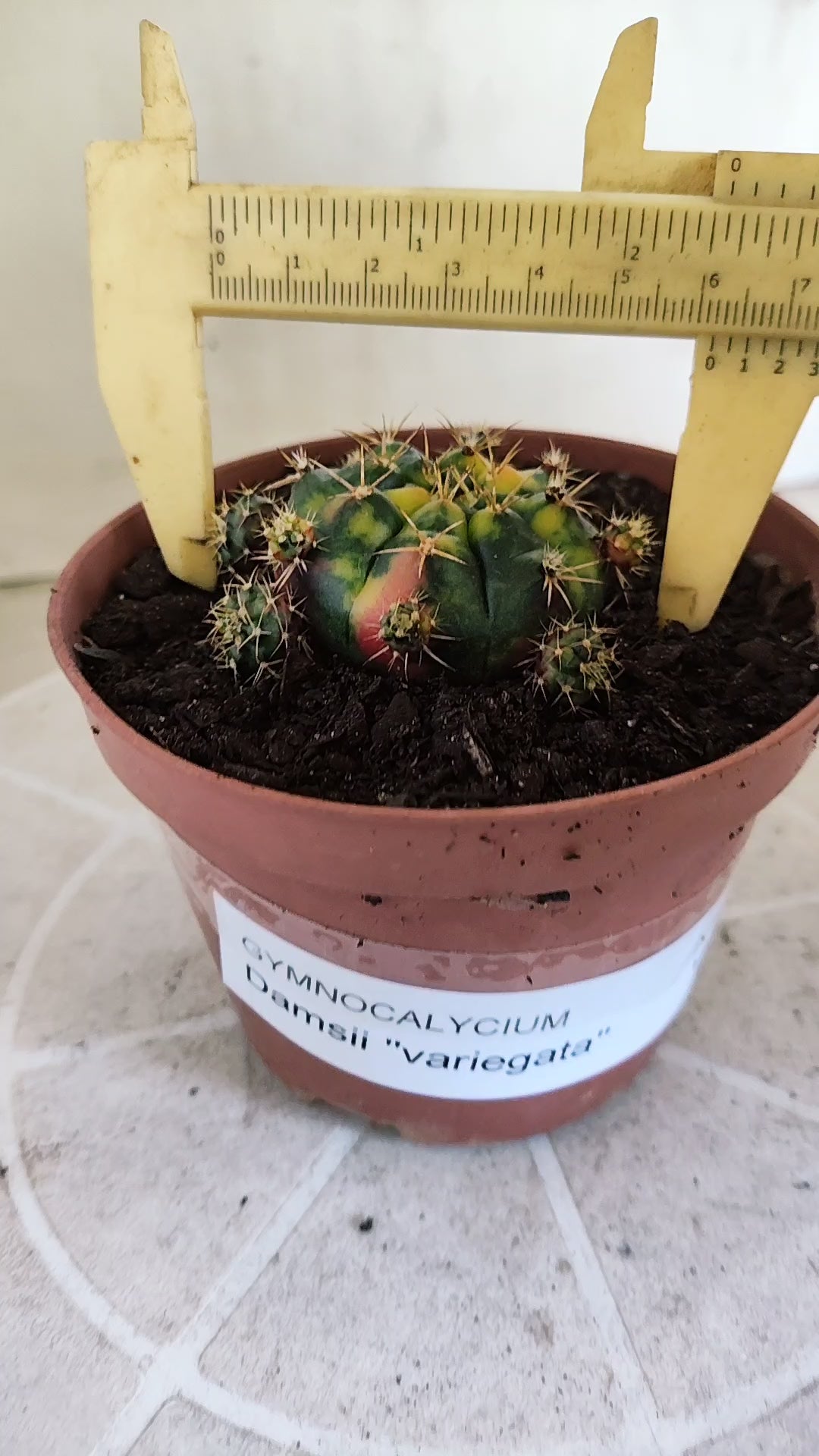GYMNOCALYCIUM DAMSII Variegata Nº 1710 – vaso 11