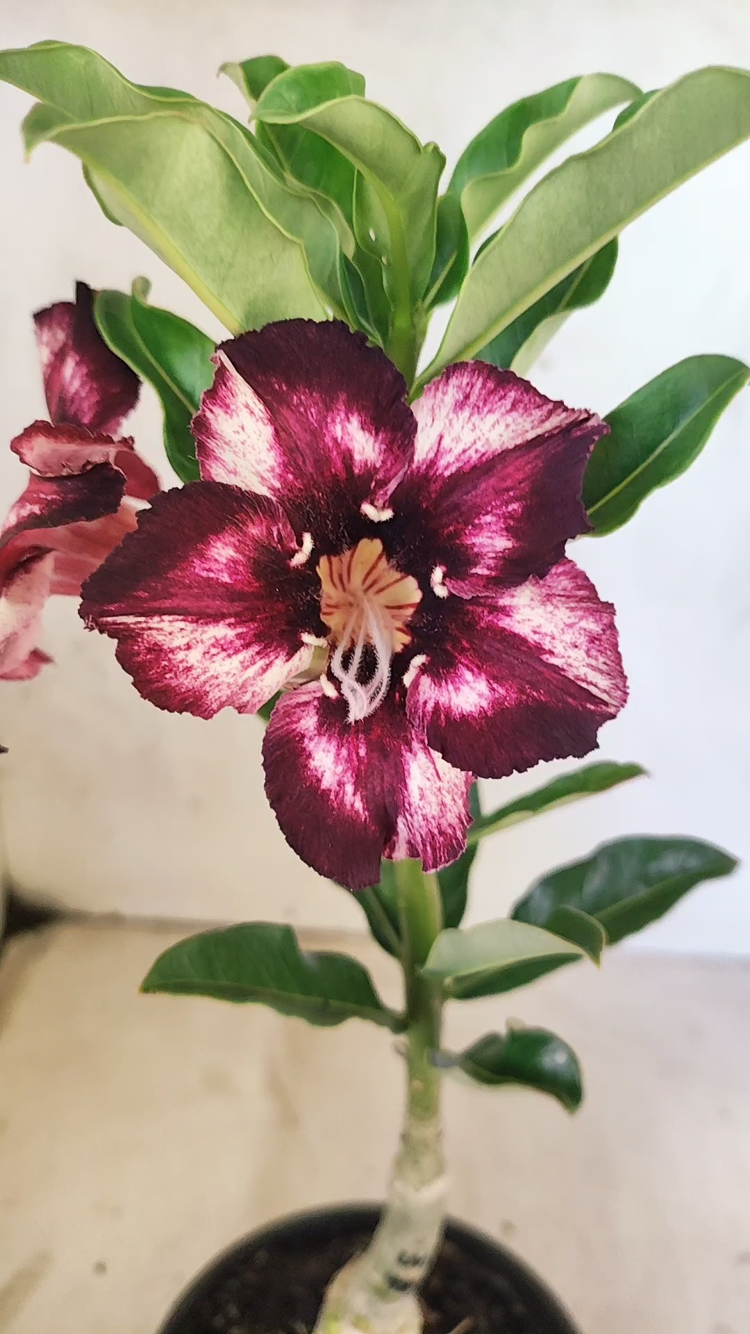 ENXERTO 12725– 25cm (cor LM 989) Id: Estrela Purpura