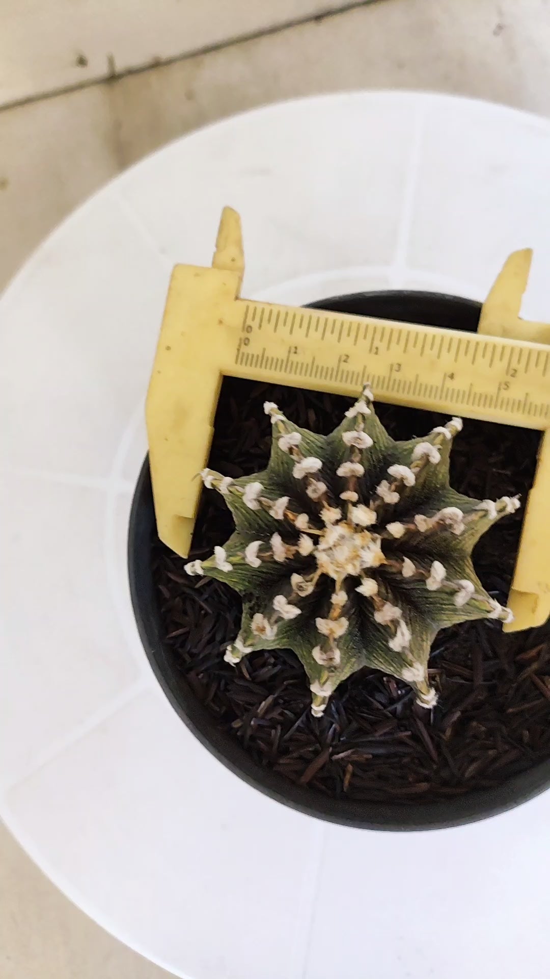 GYMNOCALYCIUM Friedrichii LB 2178 - Nº 597 – vaso 11