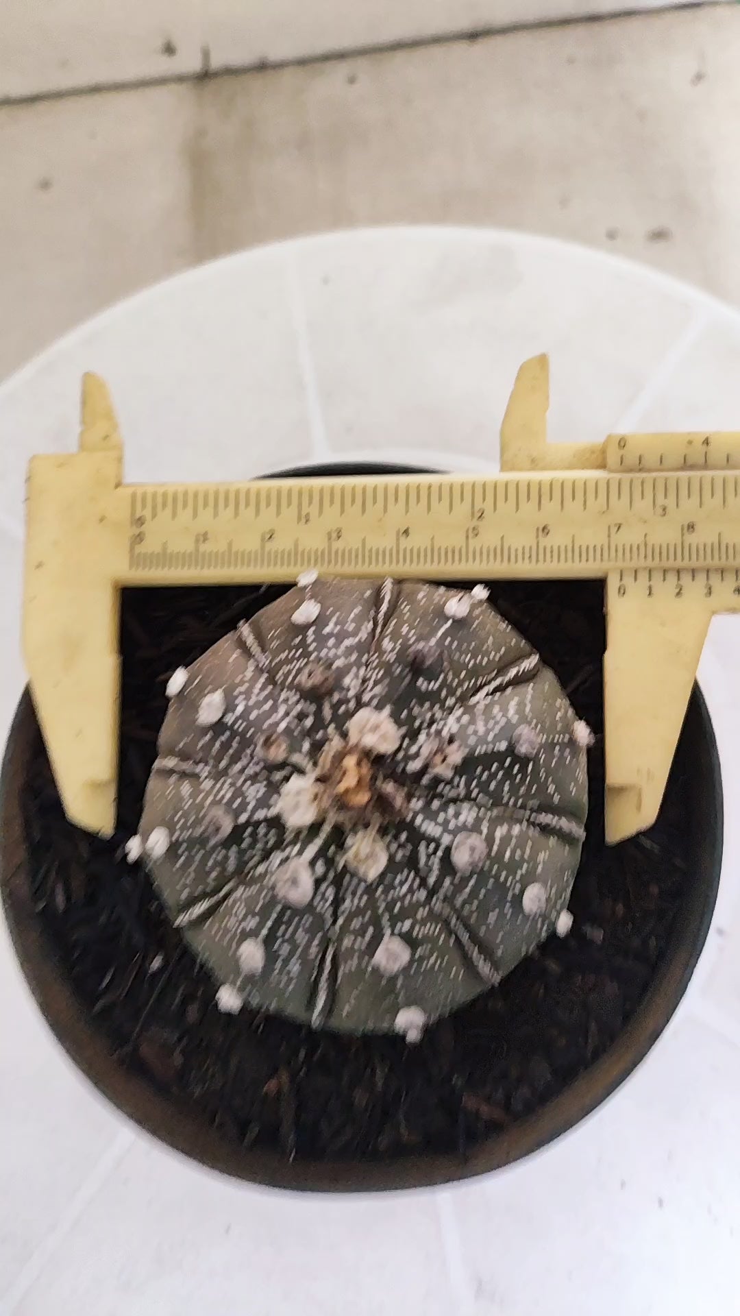 ASTROPHYTUM ASTERIAS SUPER KABUTO "Purple" Nº 1192 – vaso 11