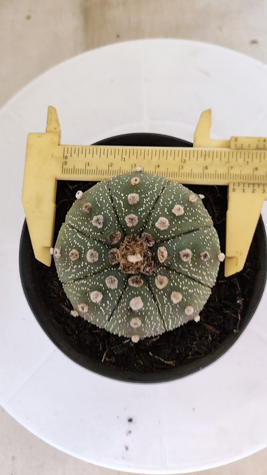 MATRIZ ASTROPHYTUM ASTÉRIAS  Nº 1101 – vaso 11