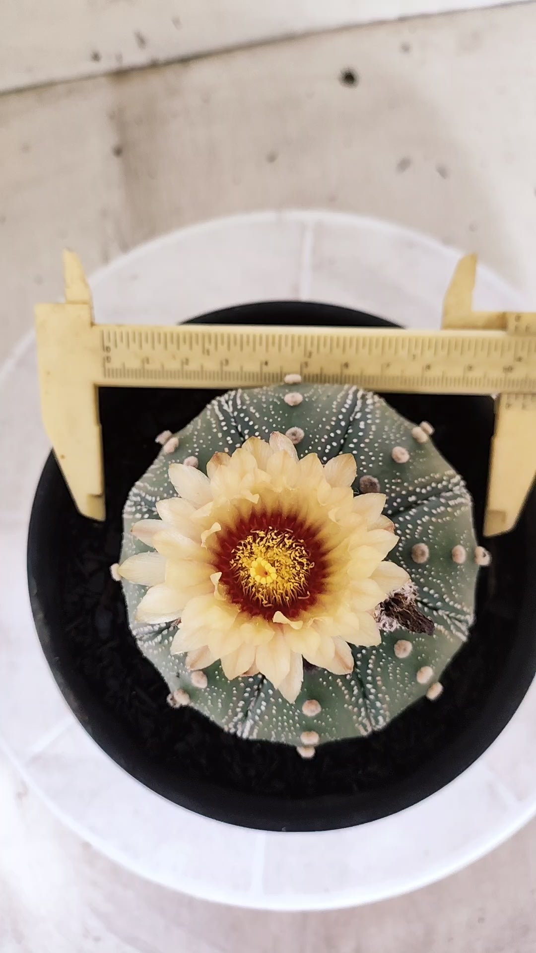 ASTROPHYTUM ASTERIAS "STAR SHAPE - Akabana"   Nº 1144 – vaso 15
