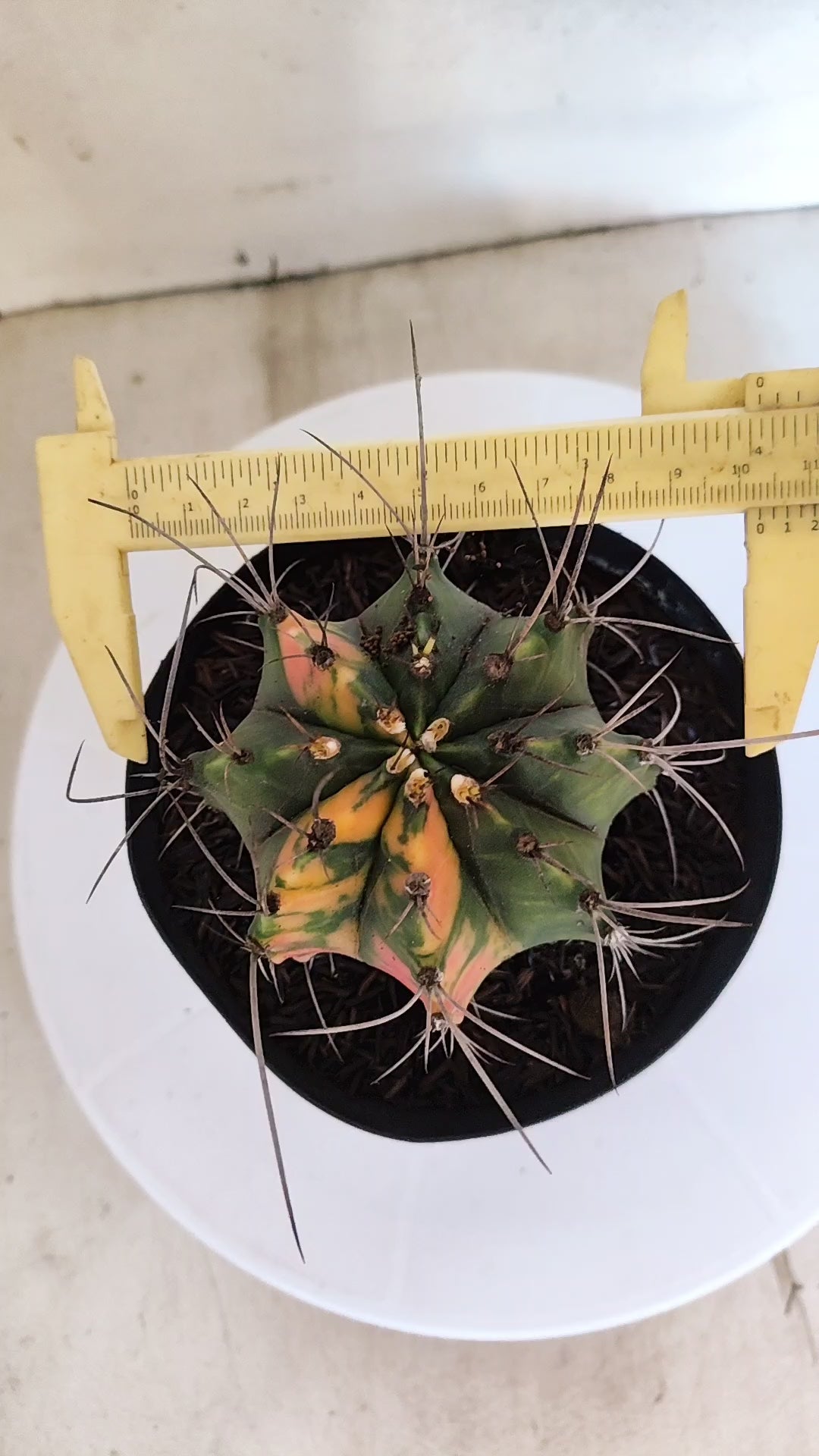 GYMNOCALYCIUM Mihanovichii "Variegata" Nº 153 – vaso 15