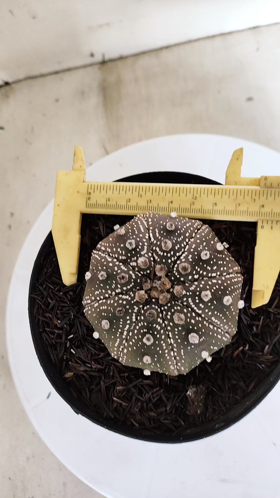 ASTROPHYTUM ASTERIAS STAR SHAPE "PURPLE" Nº 1159 – vaso 15