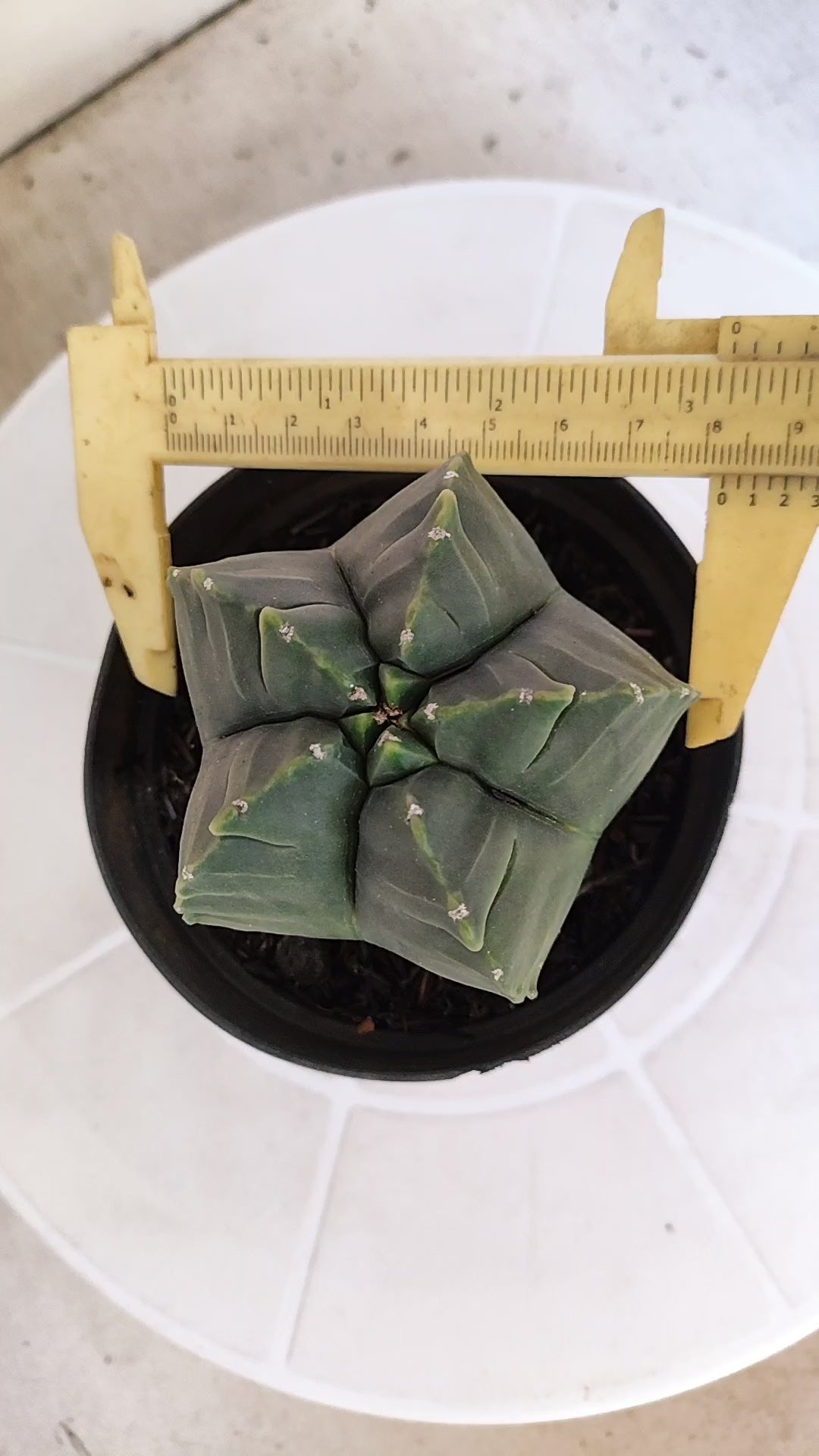 MATRIZ ASTROPHYTUM cv KIKKO   Nº 1250 – vaso 11
