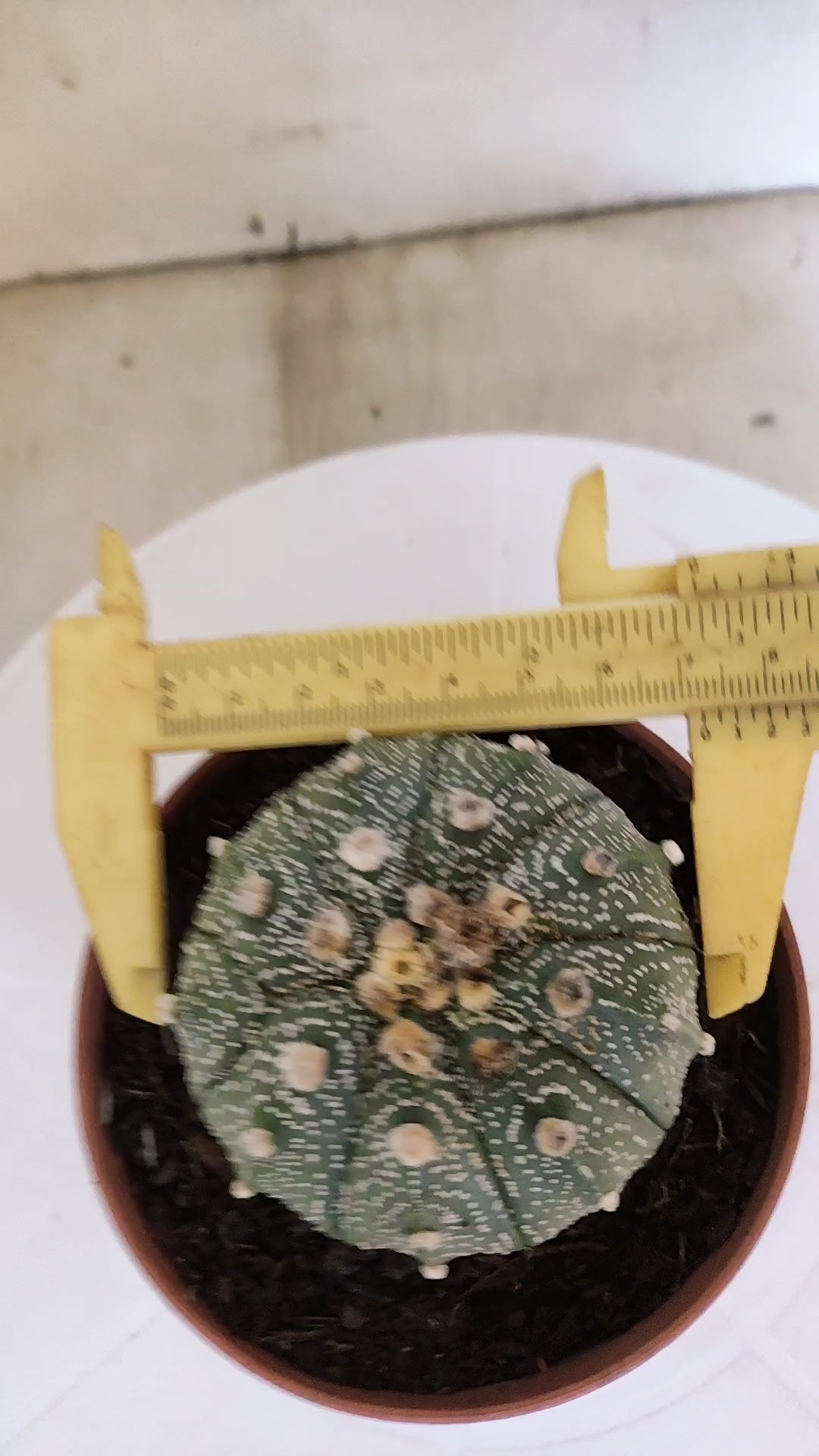 MATRIZ ASTROPHYTUM ASTÉRIAS  Nº 1100 – vaso 11