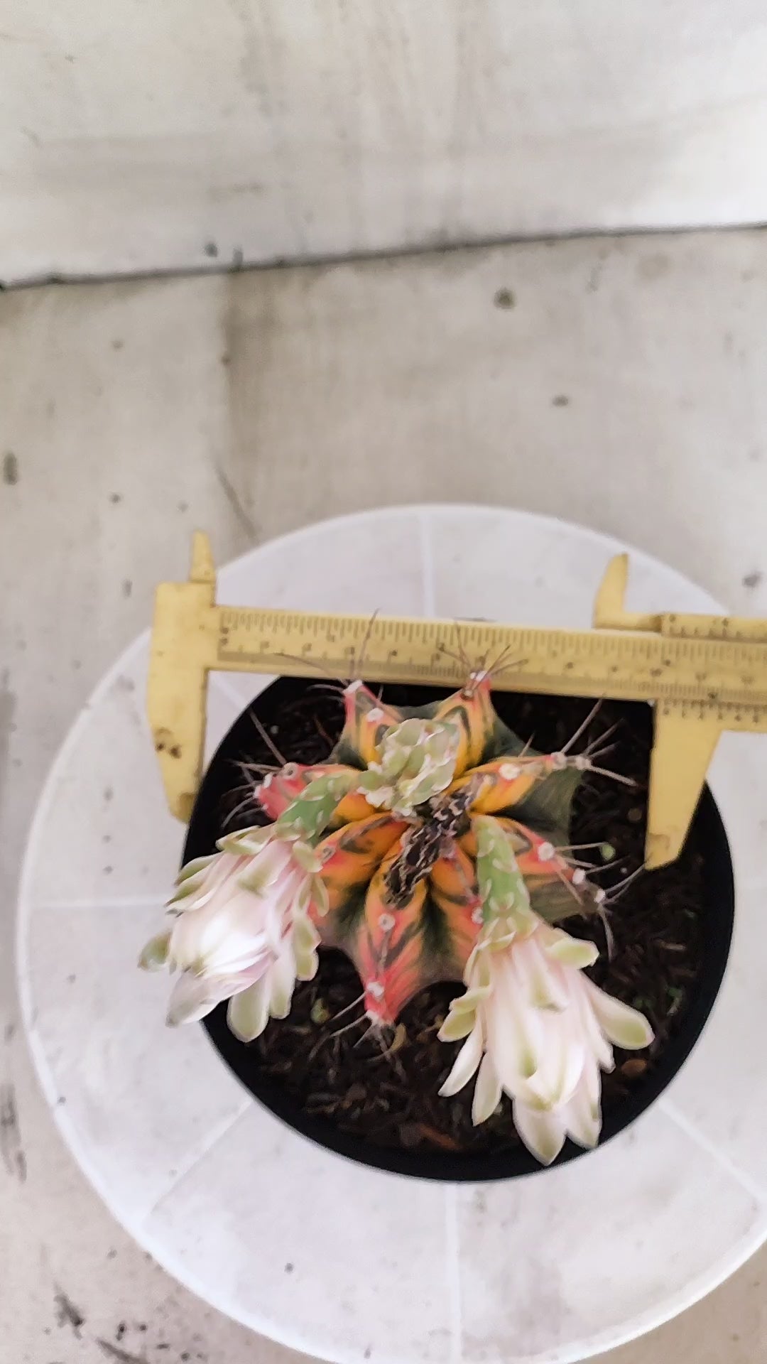 GYMNOCALYCIUM Mihanovichii Variegata Nº 1684 – vaso 15