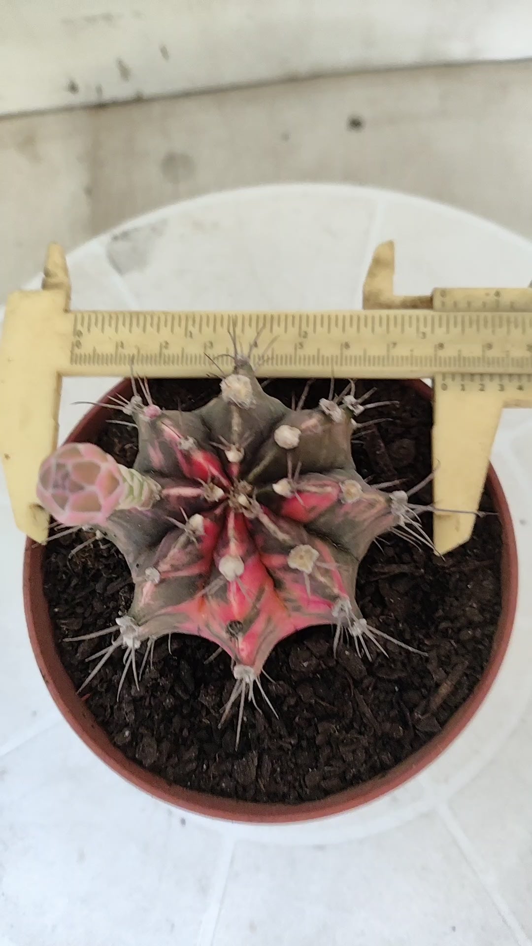 GYMNOCALYCIUM Mihanovichii Variegata Nº 1861 – vaso 11