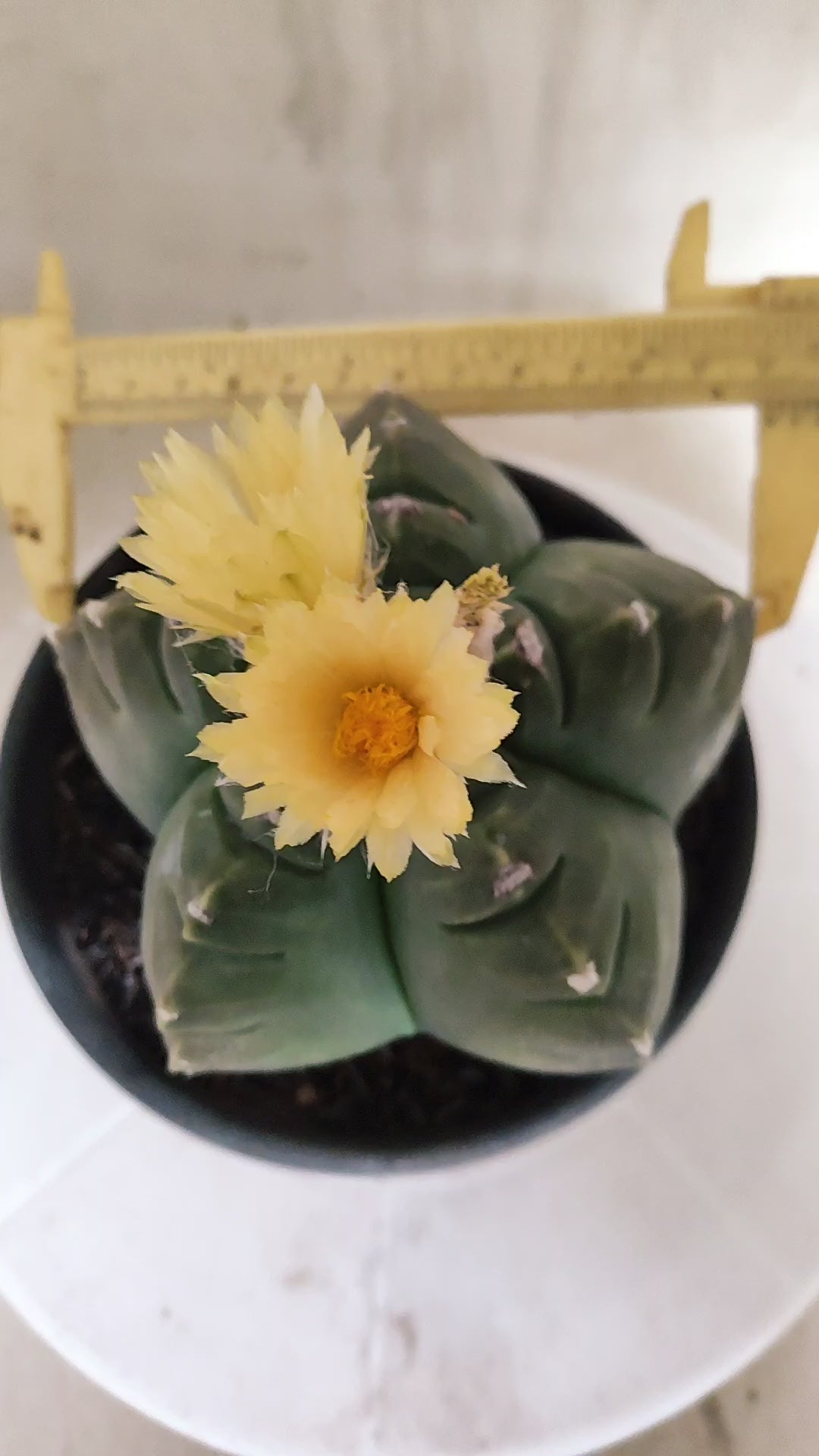 ASTROPHYTUM cv KIKKO Nº 1263 - vaso 15