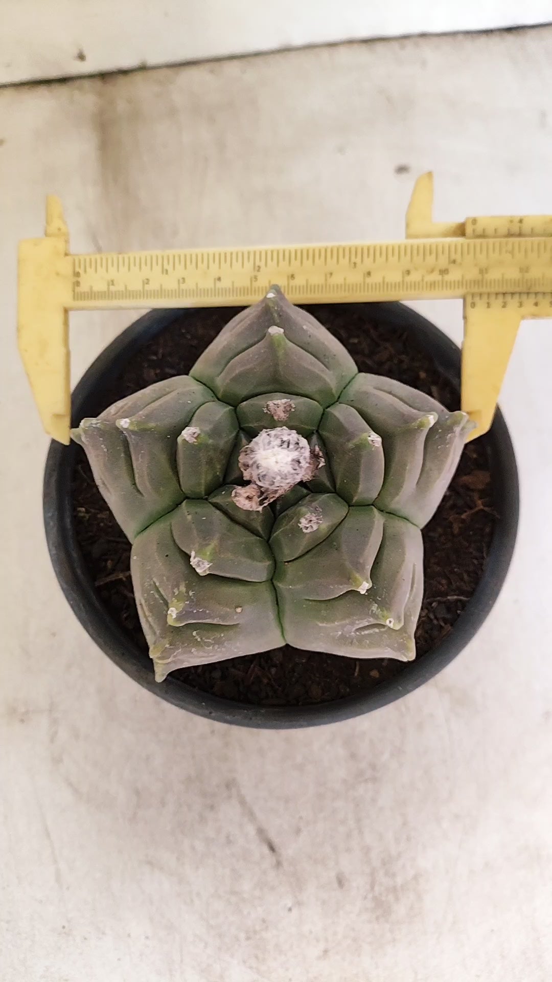 MATRIZ ASTROPHYTUM cv KIKKO Nº 80 – vaso 15