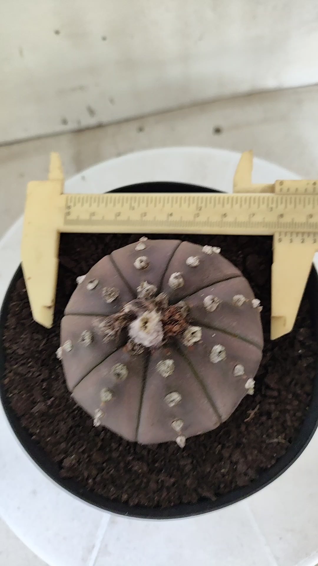 ASTROPHYTUM ASTERIAS "STAR SHAPE - Purple  Nº 1808 – vaso 15