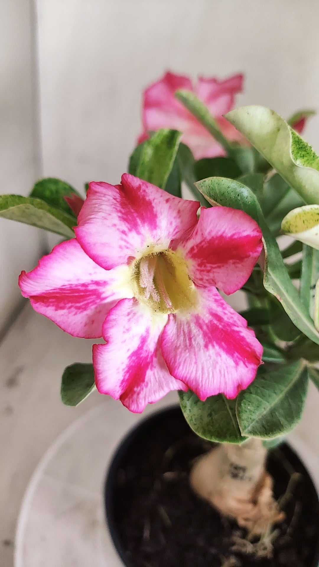 ENXERTO 12884 – 25cm (cor LM 949) VARIEGATA
