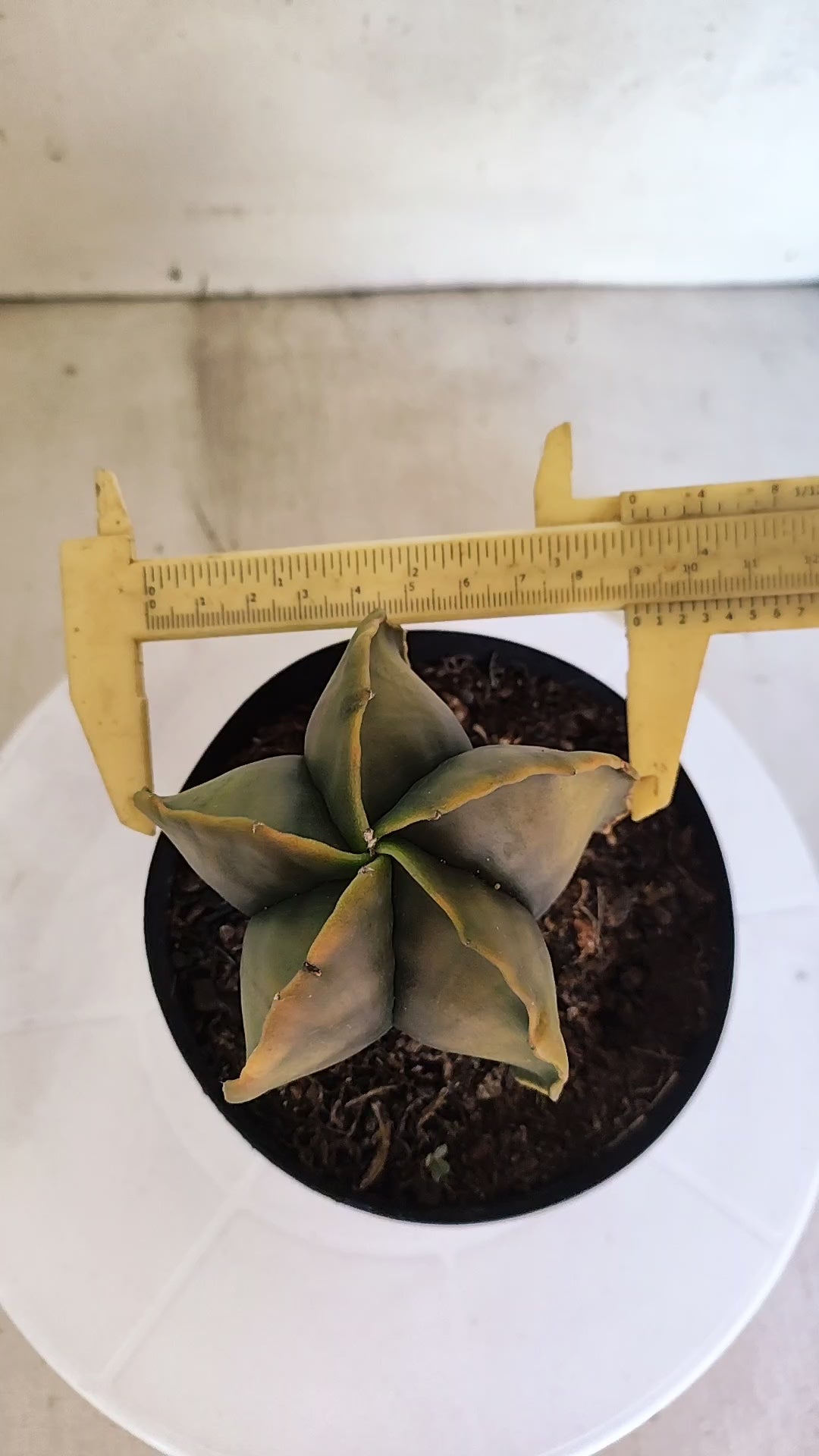 ASTROPHYTUM MYRIOSTIGMA "Variegata"  Nº 301 – vaso 15