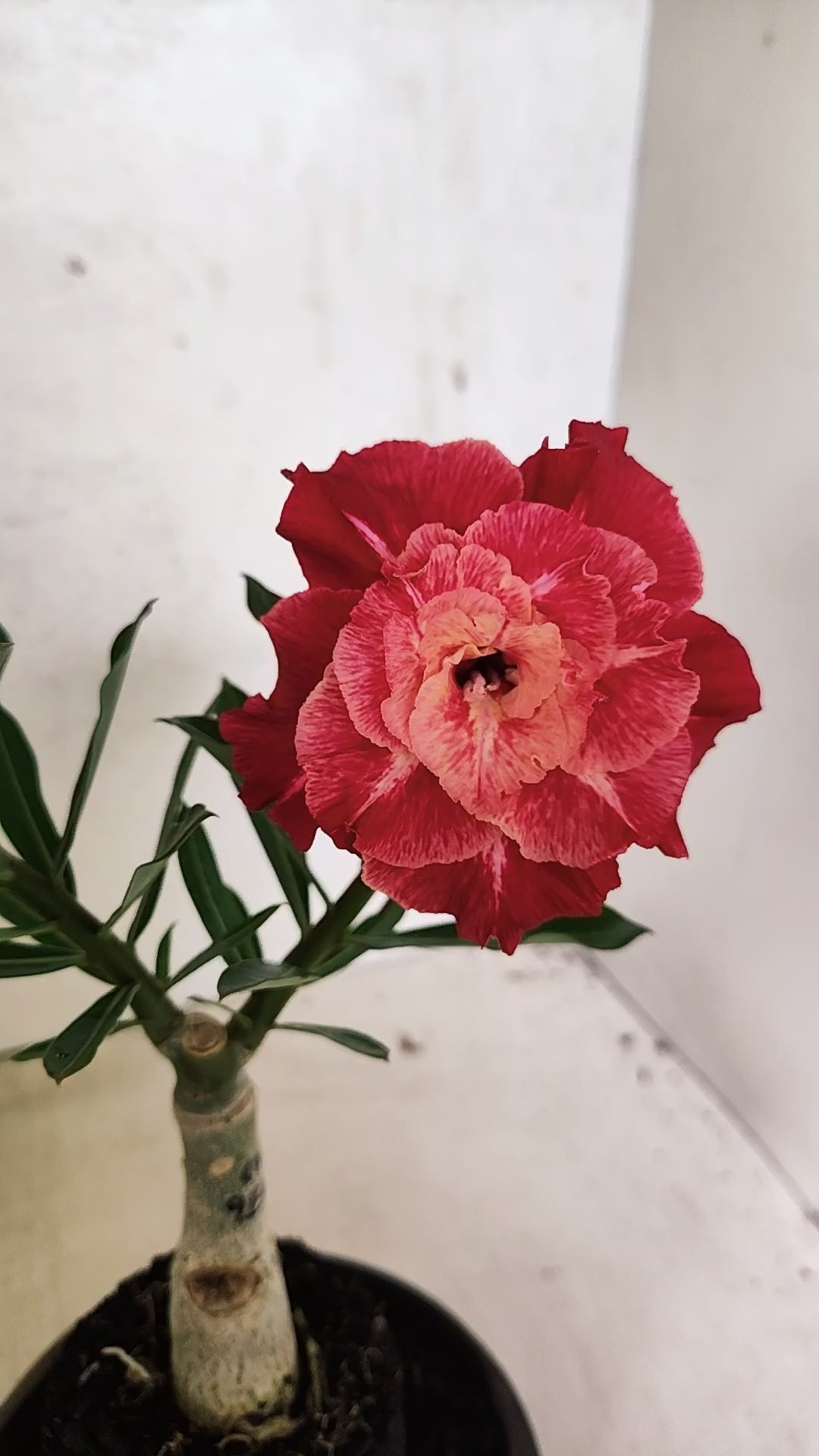 ENXERTO 12609 – 20cm (cor LM 913)