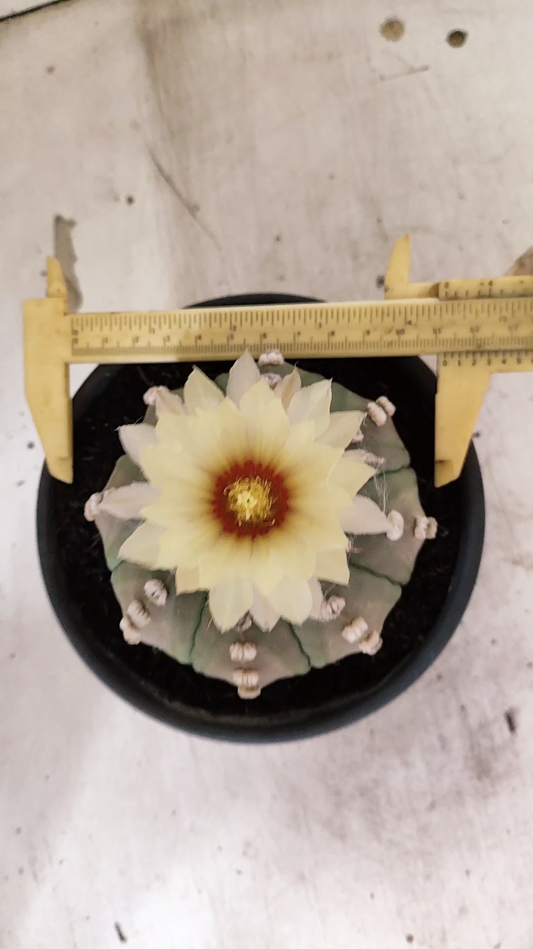 MATRIZ ASTROPHYTUM ASTERIAS "NUDUM" Nº 1085 – vaso 15