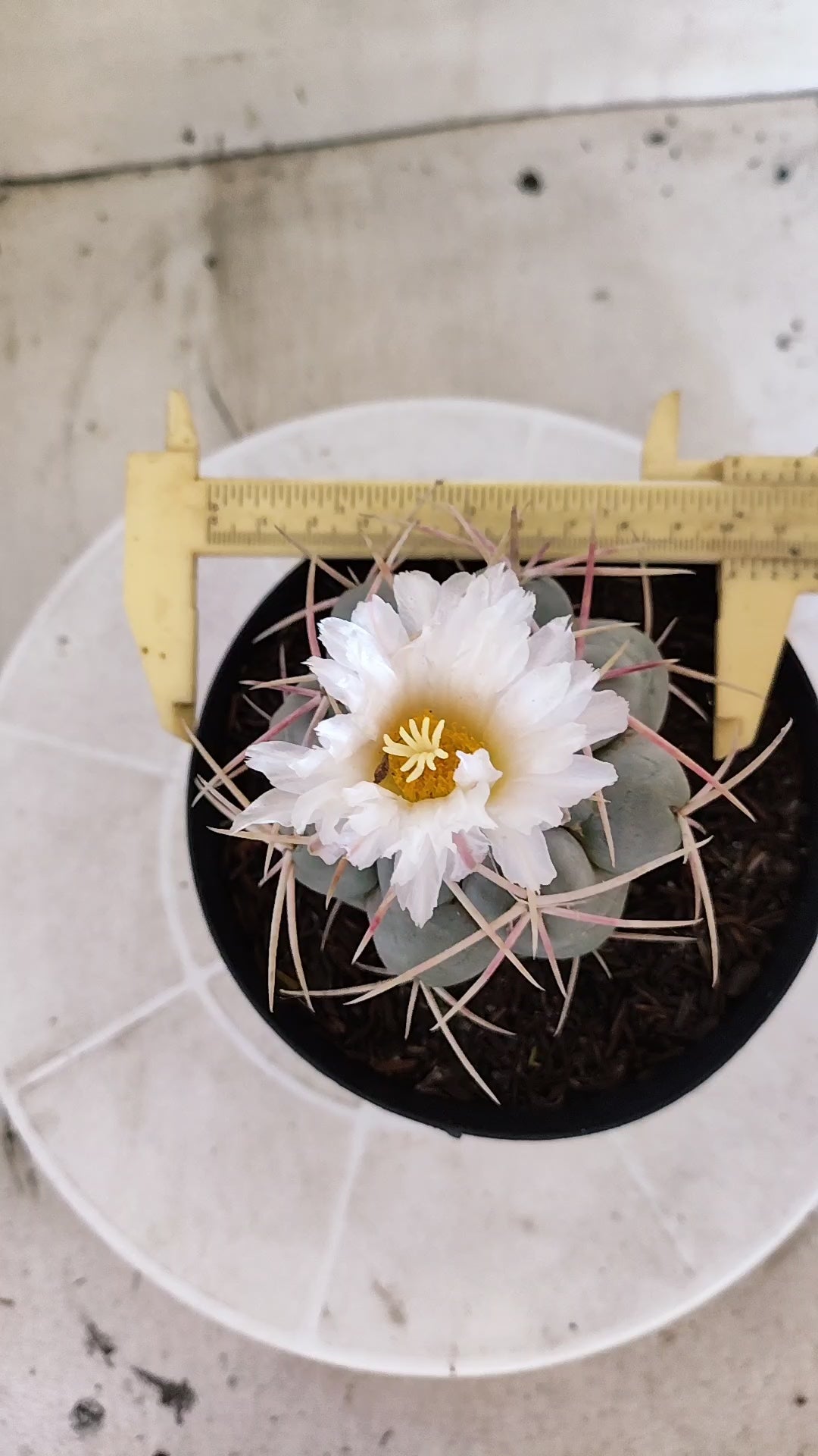 MATRIZ THELOCACTUS Hexaedrophorus Nº 140 – VASO 15