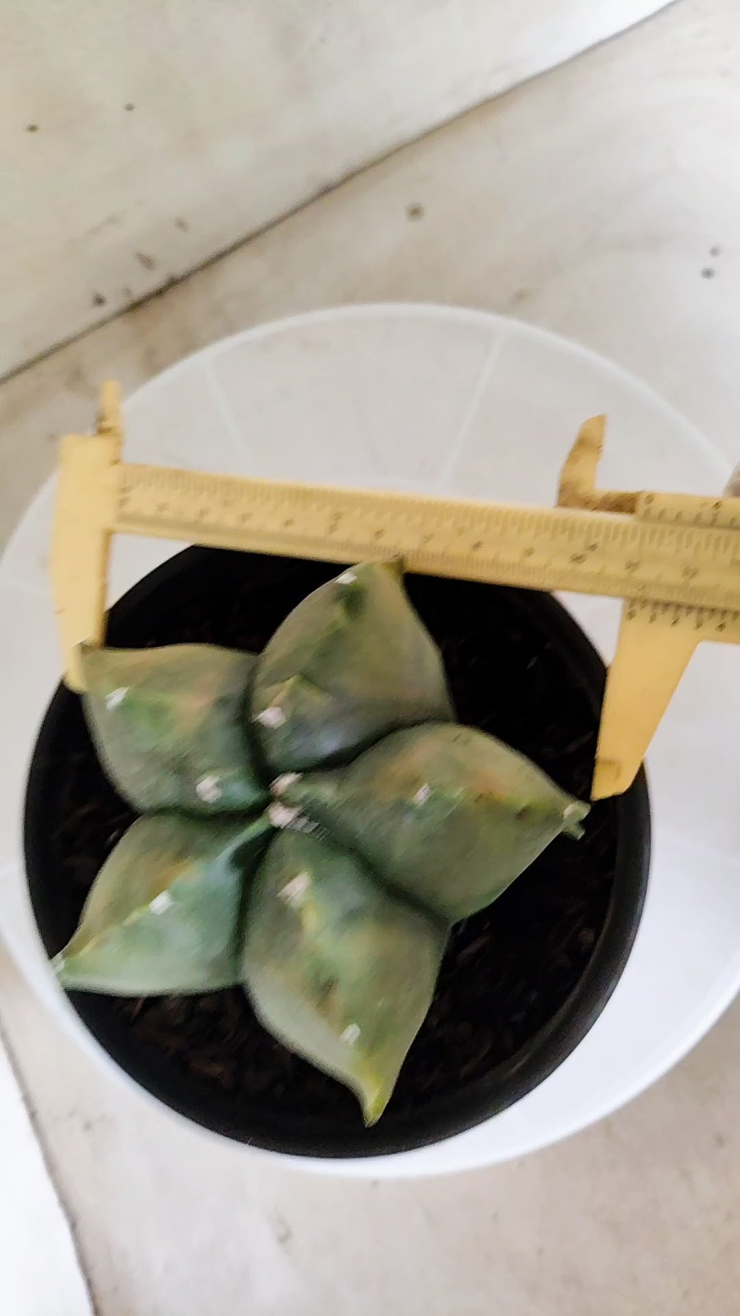 MATRIZ ASTROPHYTUM cv KIKKO "Variegata"  Nº 1868 – vaso 15