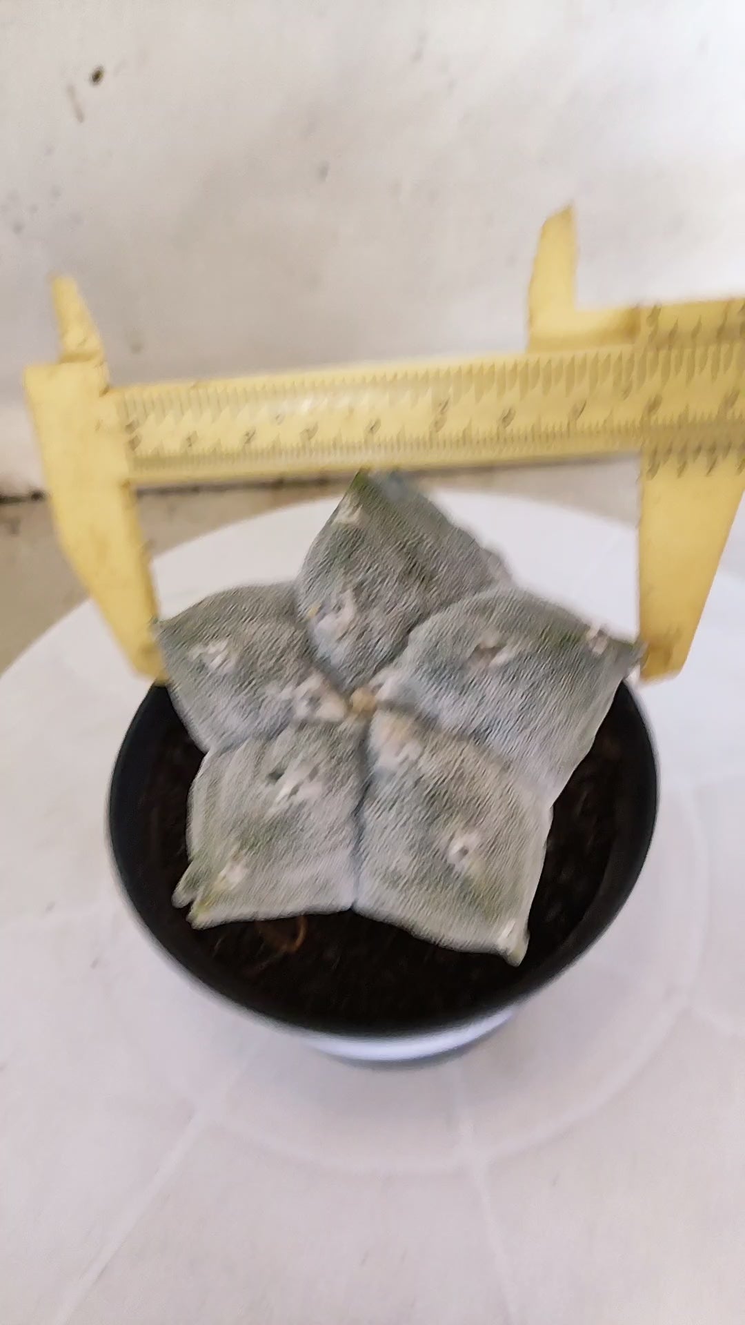 MATRIZ ASTROPHYTUM cv KIKKO Nº 1141 – vaso 11