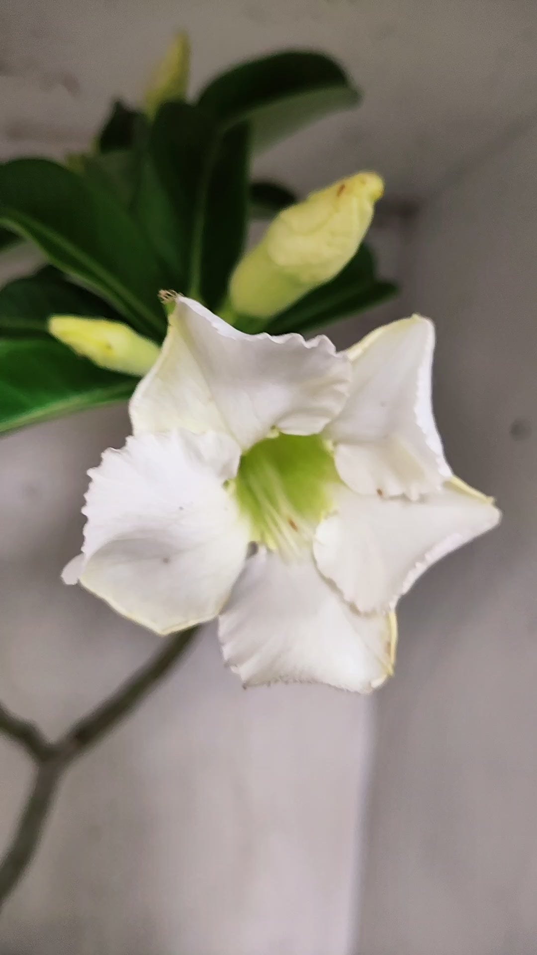 Planta Simples 3646 – 60cm – 04 anos - vaso 20
