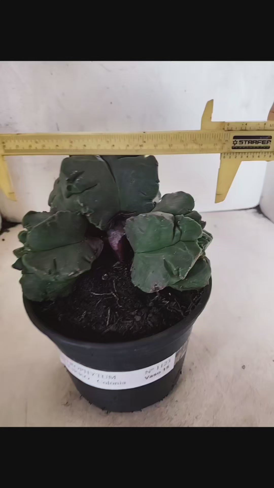 MATRIZ ASTROPHYTUM cv KIKKO "COLÔNIA"  Nº 1123 – vaso 15