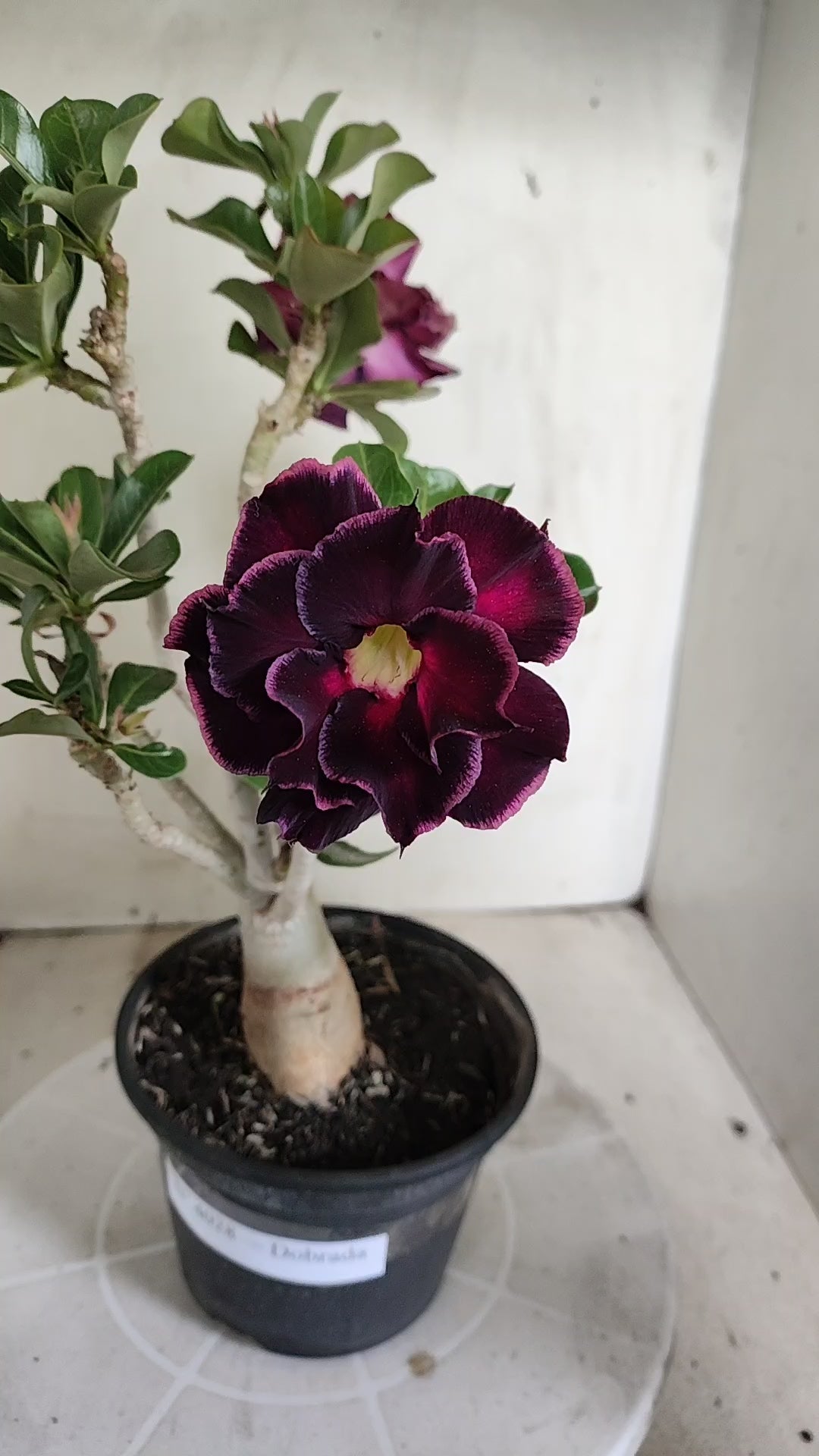 Planta Dobrada 4028 – 30cm – 02 anos - Vaso 15