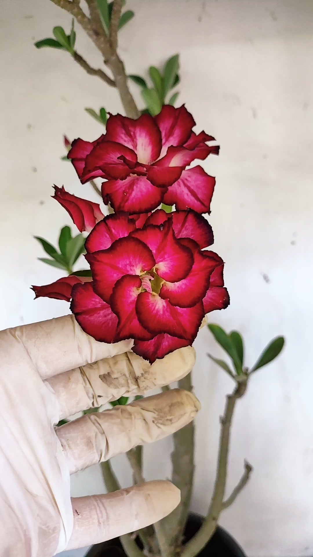 MATRIZ Planta Dobrada 276 –  65cm – 04 anos - Vaso 20
