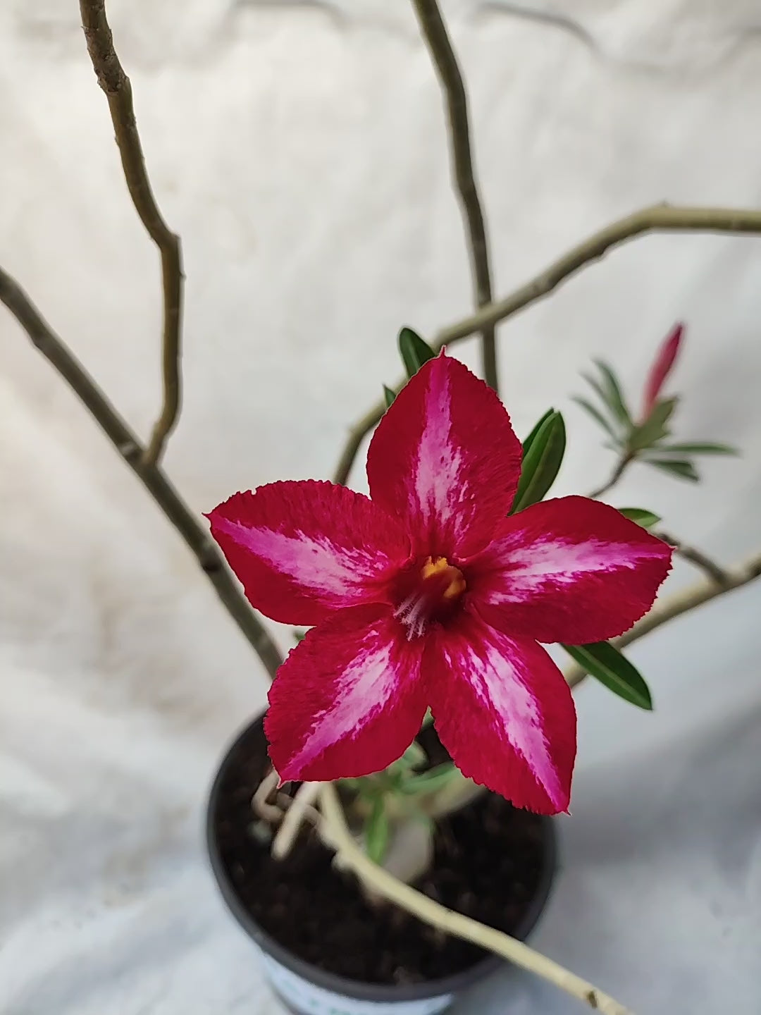 Planta MATRIZ Simples Nº 30 – 60cm – 05 anos