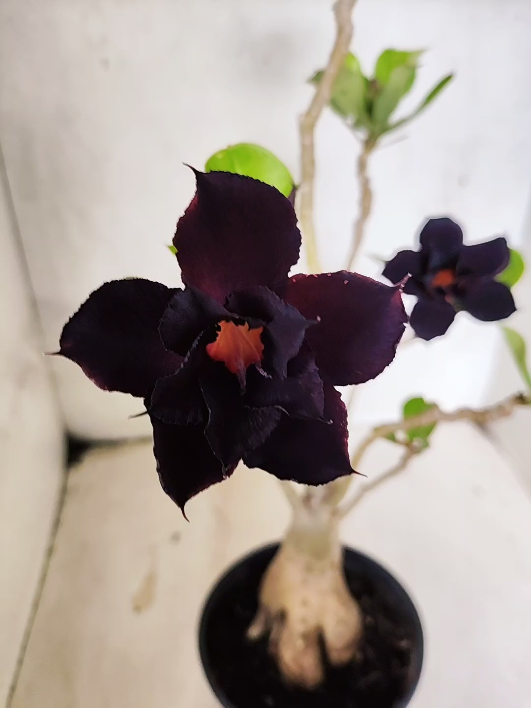 Planta Dobrada 3856 – 35cm – 03 anos