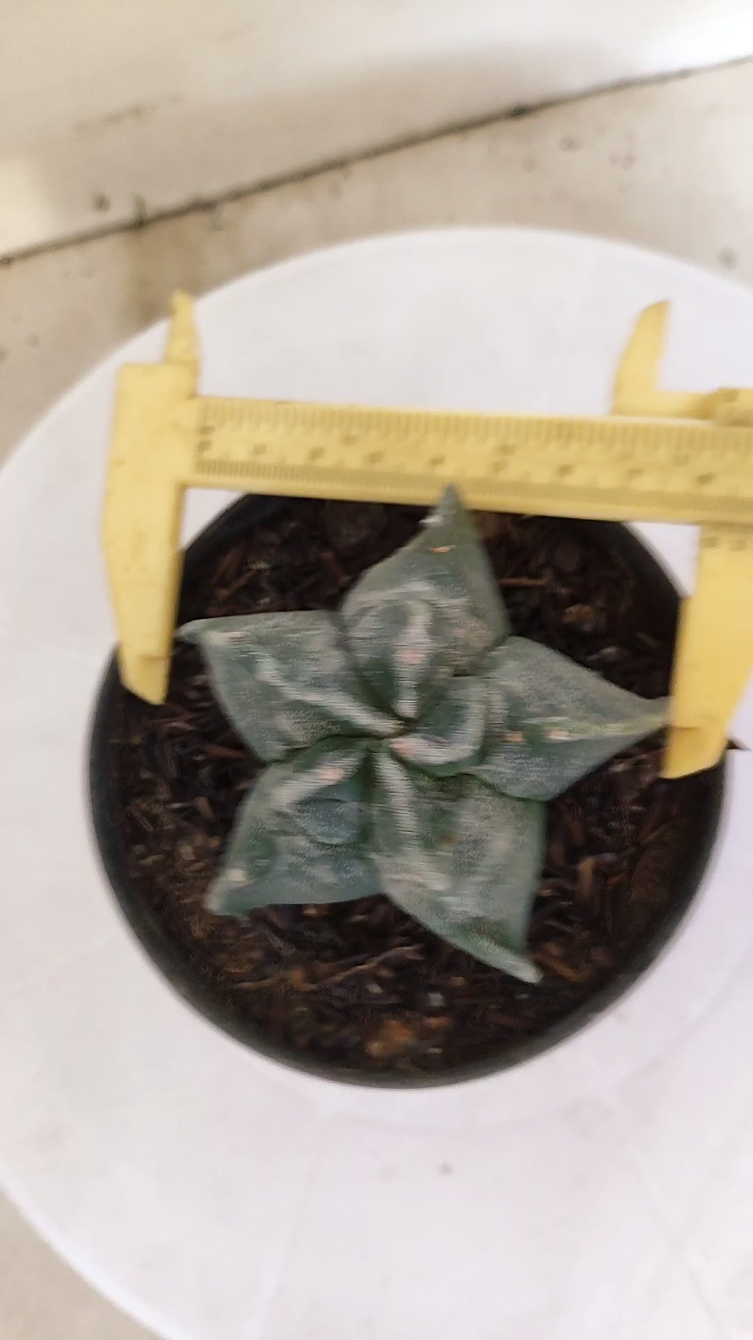 MATRIZ ASTROPHYTUM cv KIKKO  Nº 271 – vaso 11