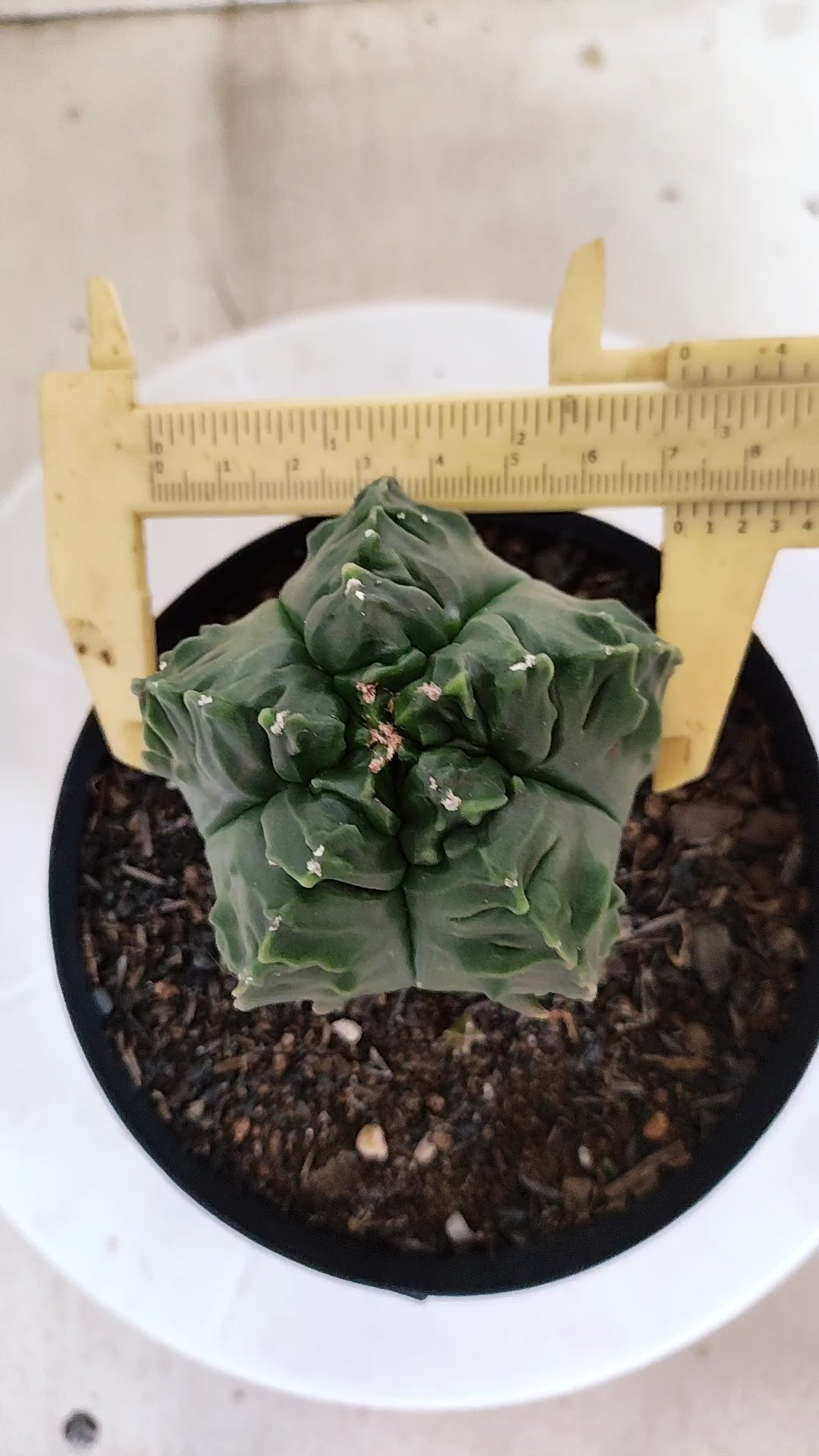ASTROPHYTUM MYRIOSTIGMA cv KIKKO "Fukuryu"  Nº 1380 – vaso 15