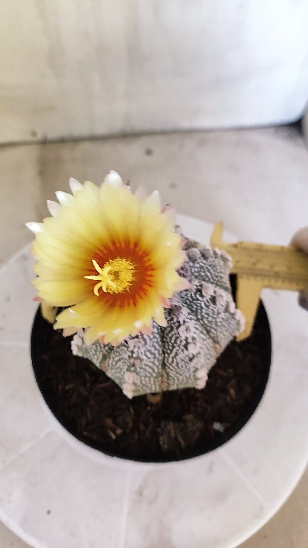 ASTROPHYTUM ASTERIAS SUPER KABUTO Nº 1100 – vaso 15