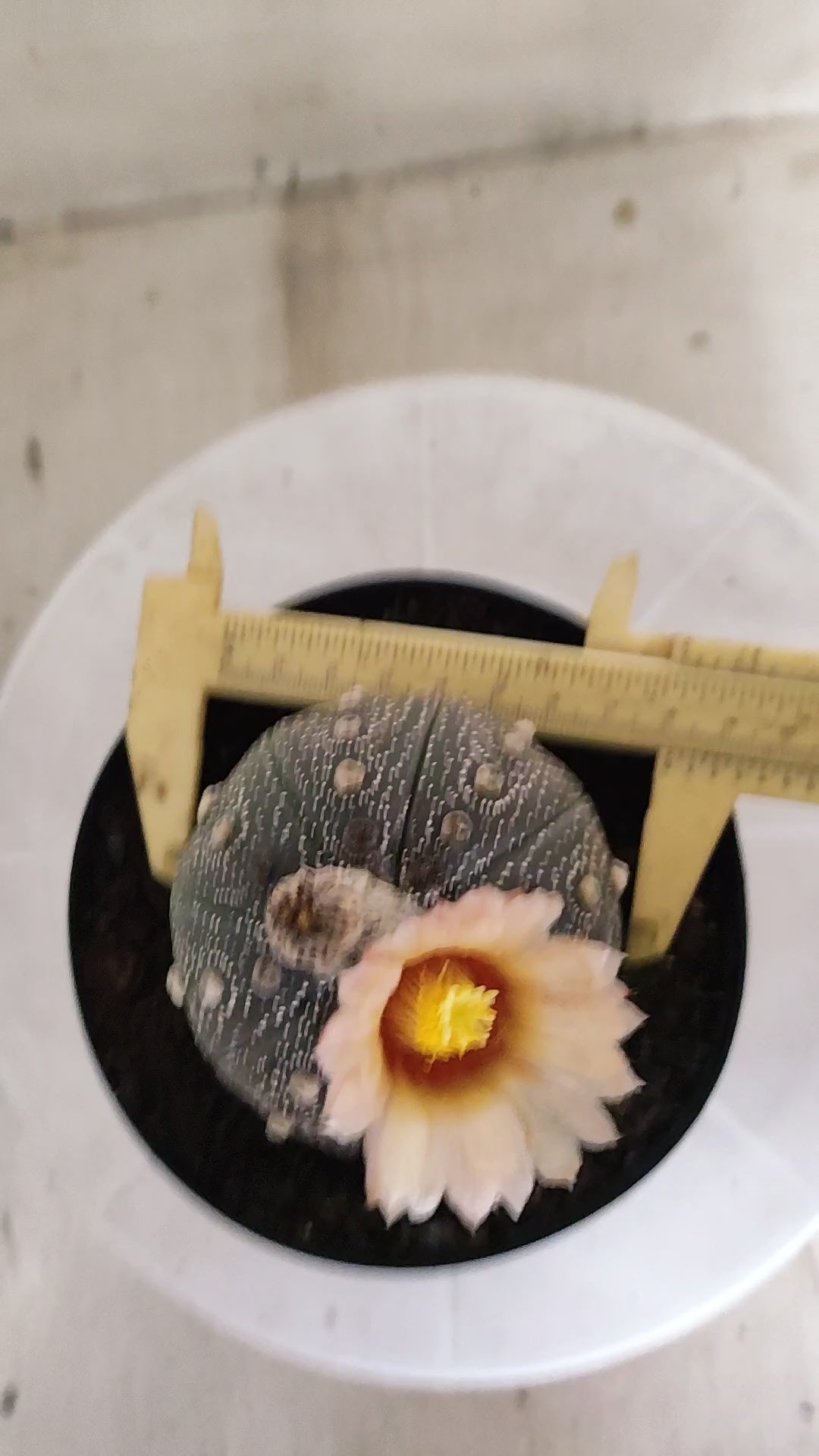 ASTROPHYTUM ASTERIAS “Purple - Akabana”  Nº 1253 – vaso 15