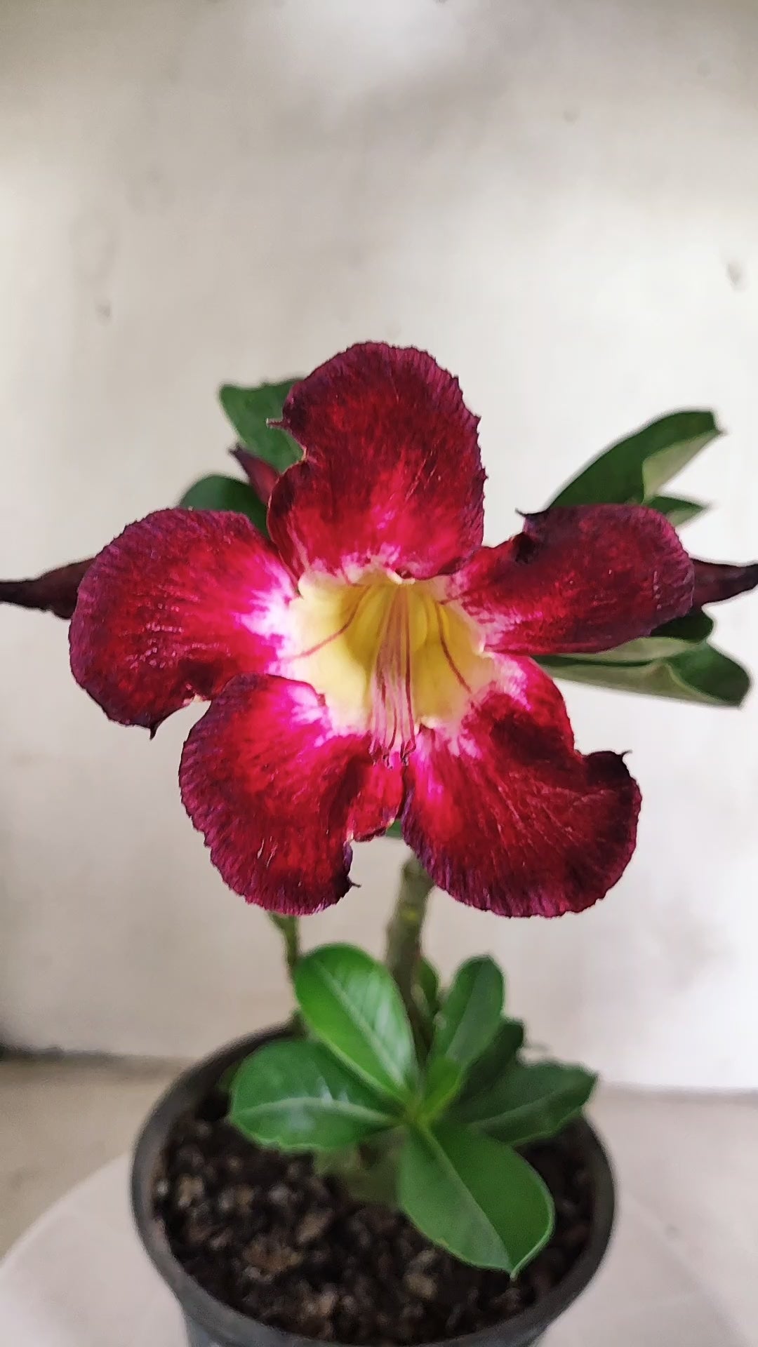 Planta Simples 3688 – 25cm – 01 ano - vaso 15