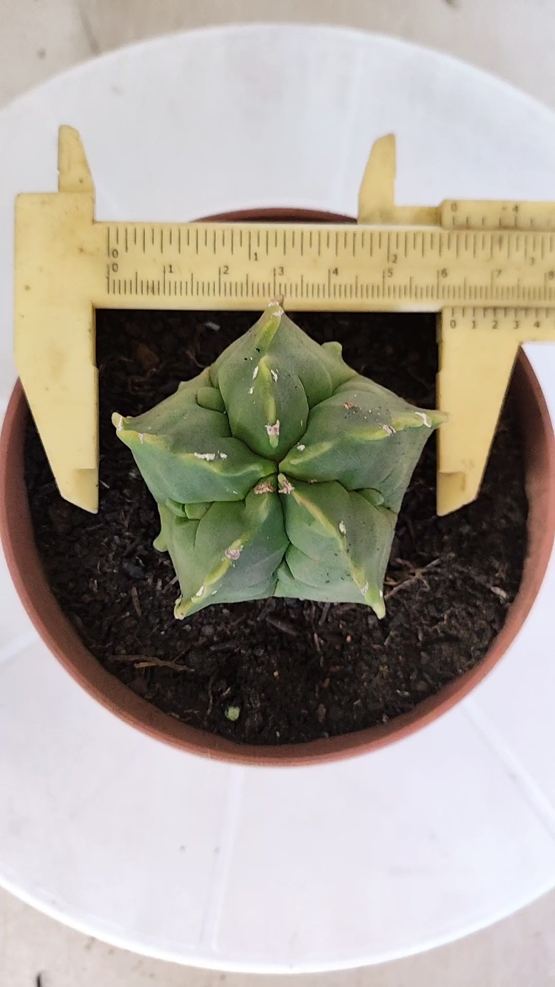 MATRIZ ASTROPHYTUM cv KIKKO  Nº 1268 – vaso 11